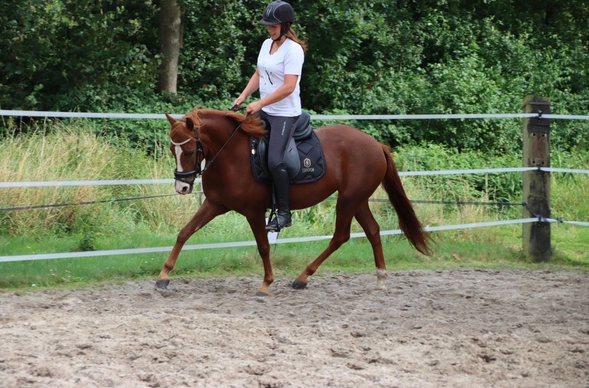 new-forest allround-pony merrie 3 jaar vos te koop - Hoofdfoto