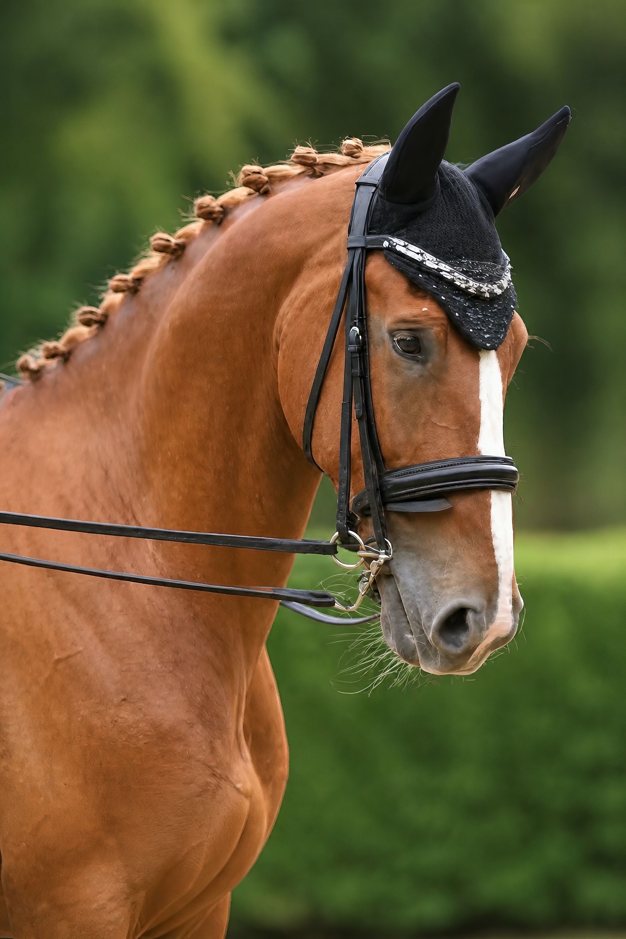 kwpn dressuurpaard ruin 9 Jahre alt vos zu verkaufen - Foto 2