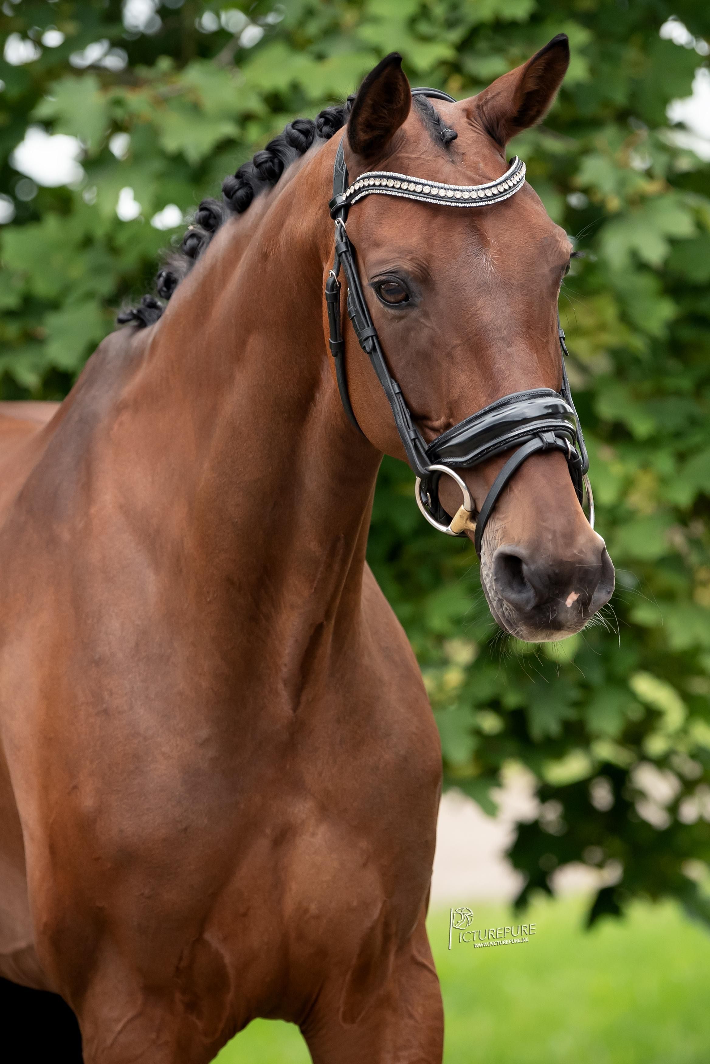 kwpn allrounder merrie 10 años donkerbruin en venta - Foto 4