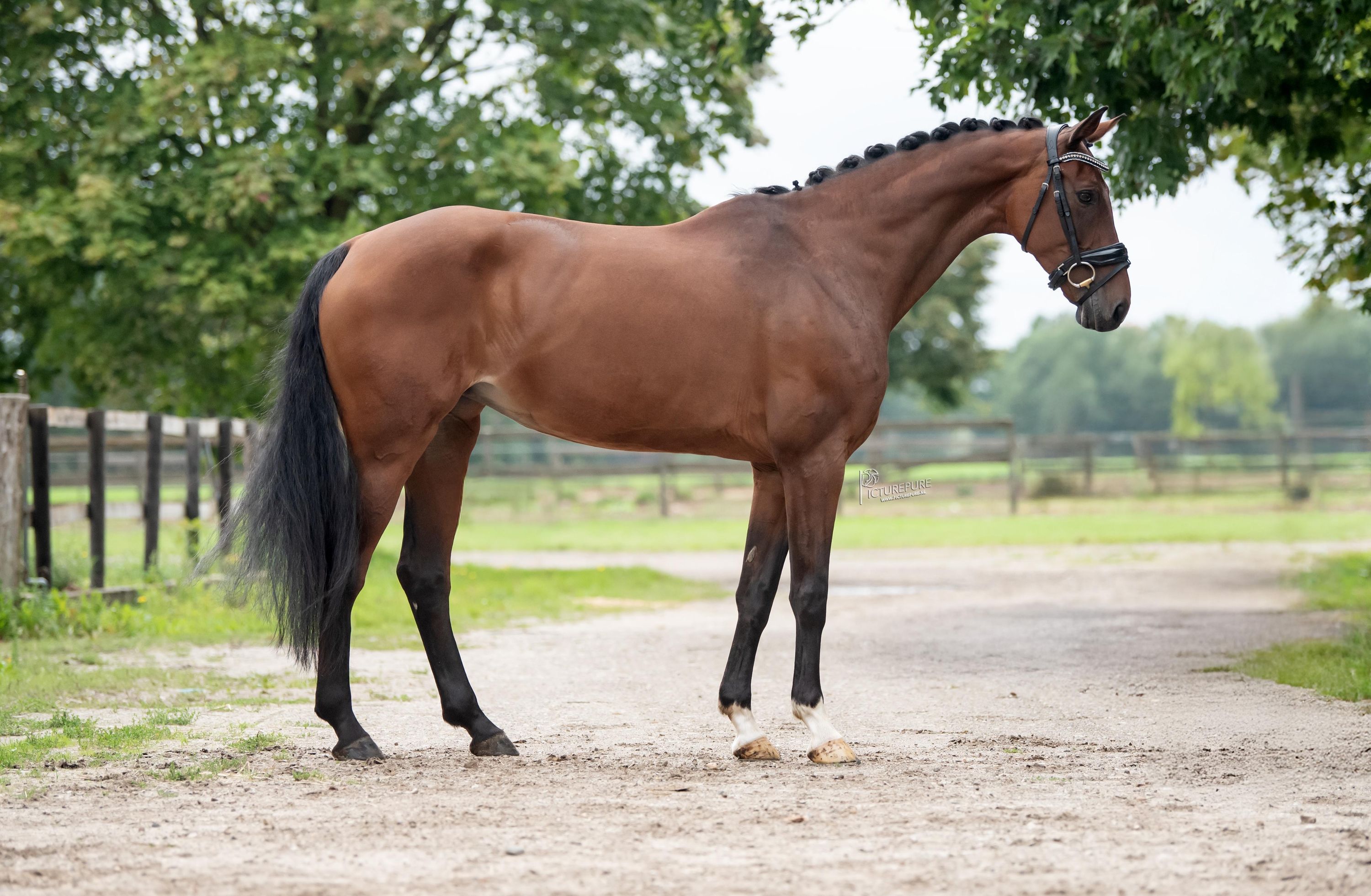 kwpn allrounder merrie 10 años donkerbruin en venta - Foto 6