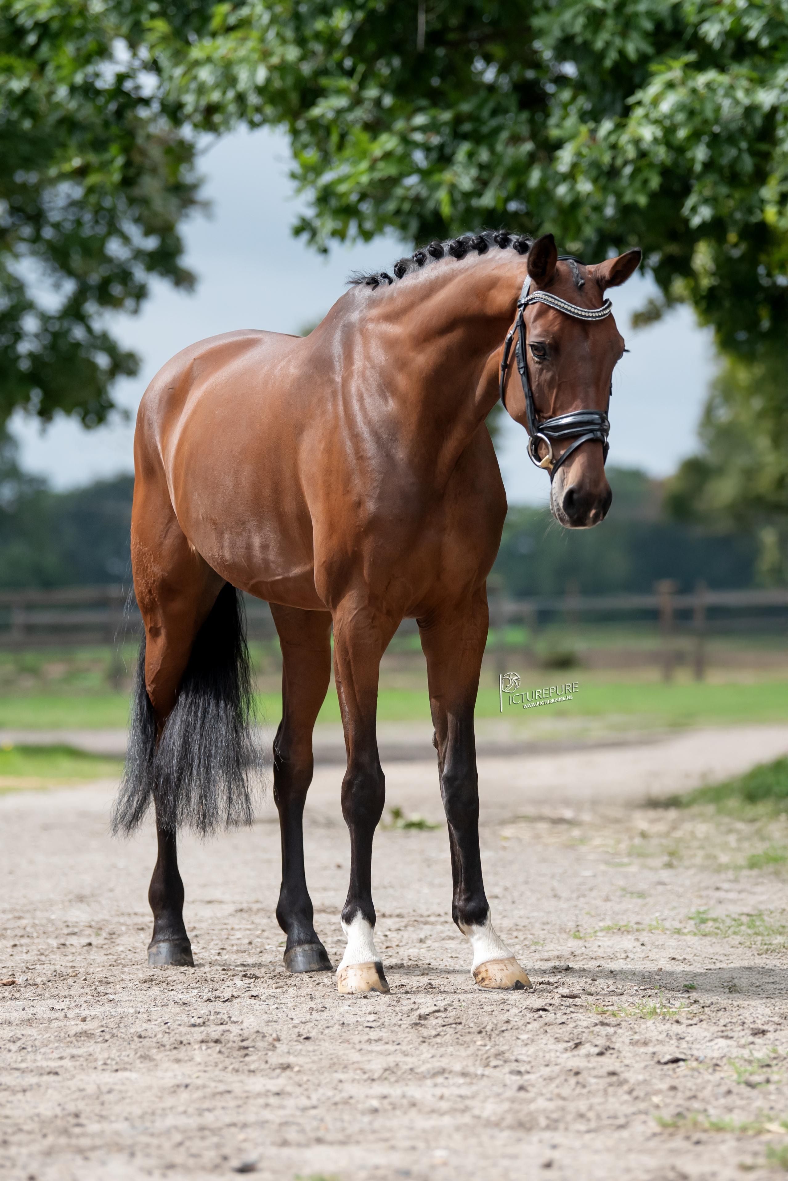 kwpn allrounder merrie 10 años donkerbruin en venta - Foto 5