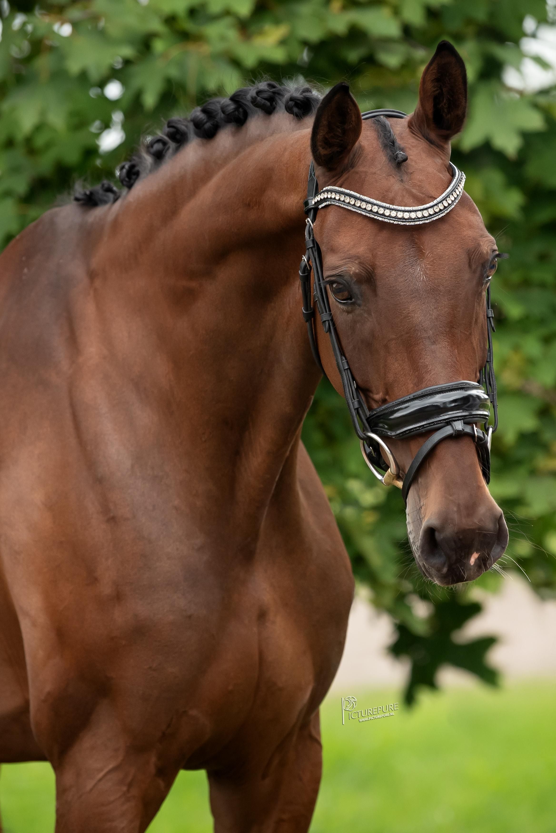 kwpn allrounder merrie 10 años donkerbruin en venta - Foto 2