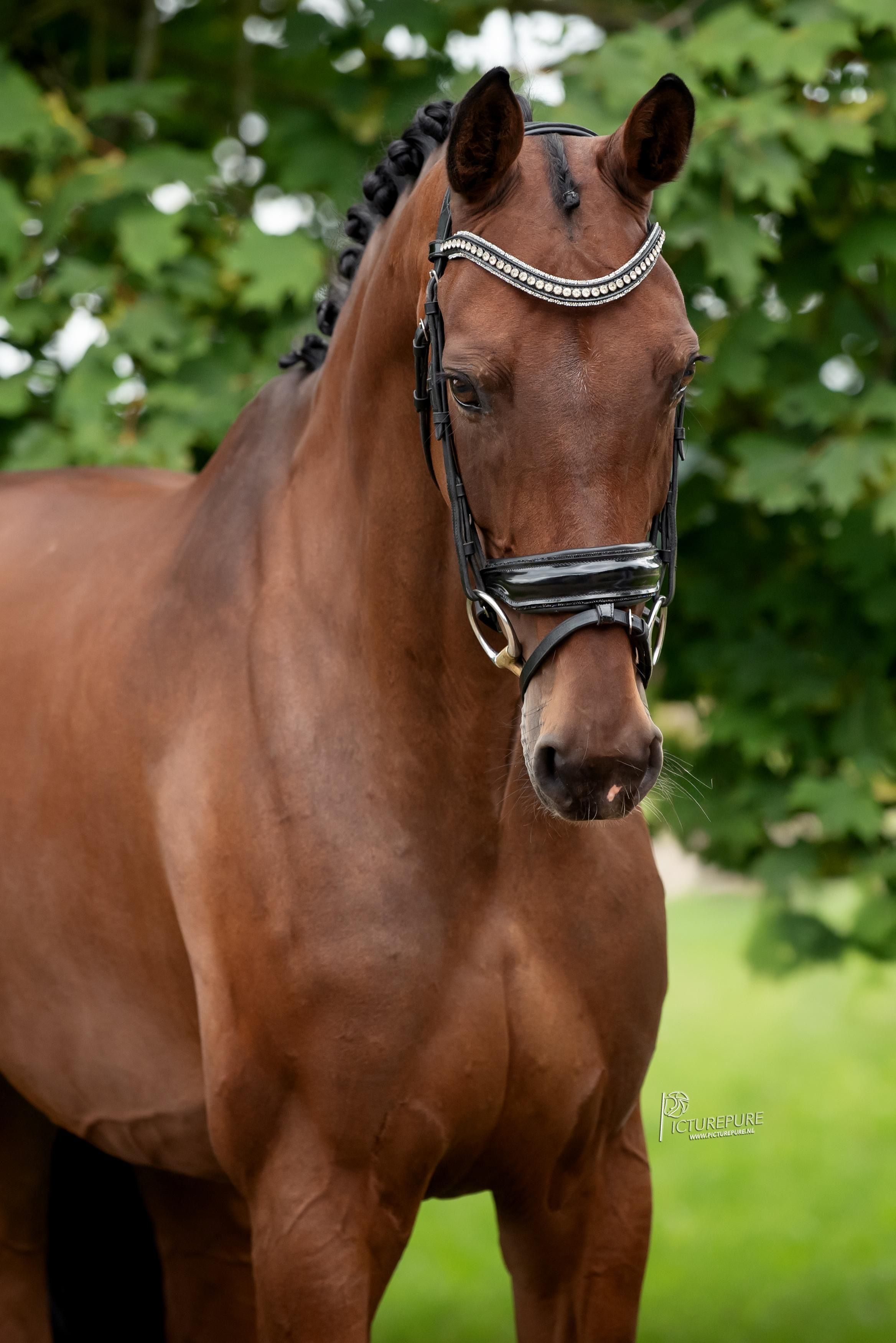 kwpn allrounder merrie 10 años donkerbruin en venta - Foto 3