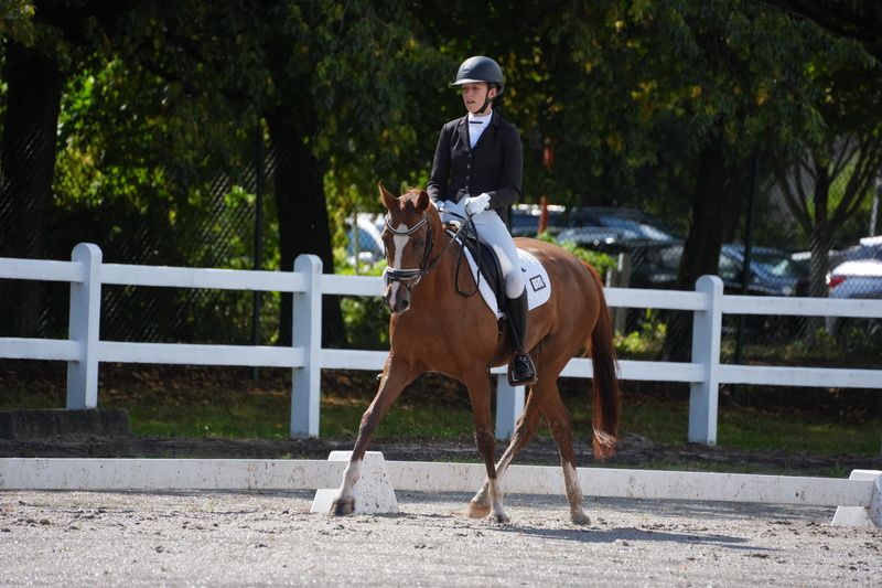 kwpn dressuurpony merrie 11 سنوات vos للبيع - صورة 2