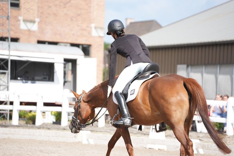 kwpn dressuurpony merrie 11 سنوات vos للبيع - صورة 5