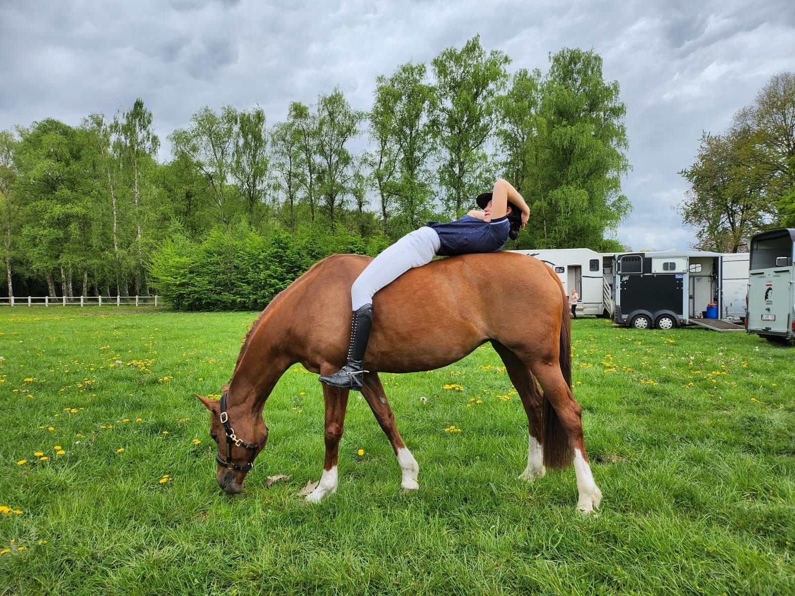 kwpn dressuurpony merrie 11 سنوات vos للبيع - صورة 6
