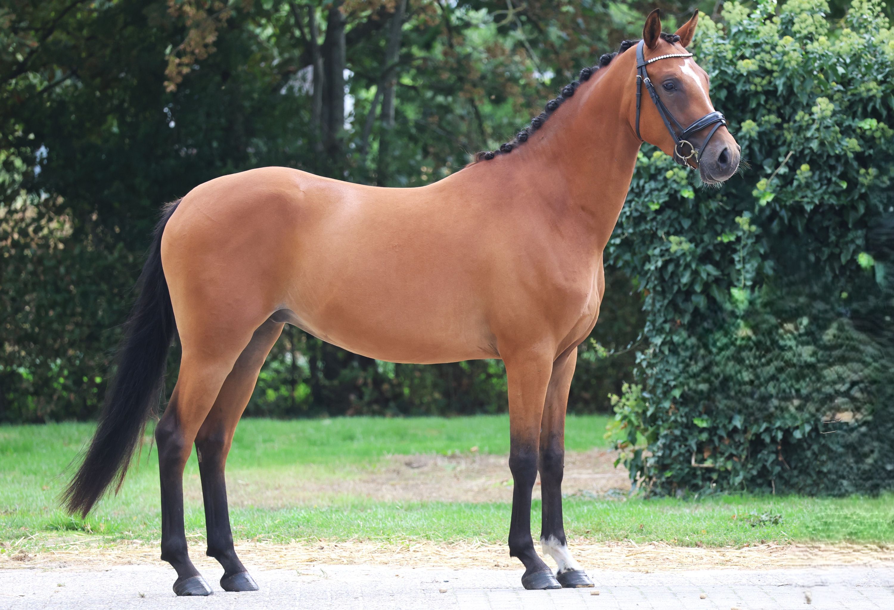 welsh allround-pony ruin 3 سنوات bruin للبيع - صورة 3