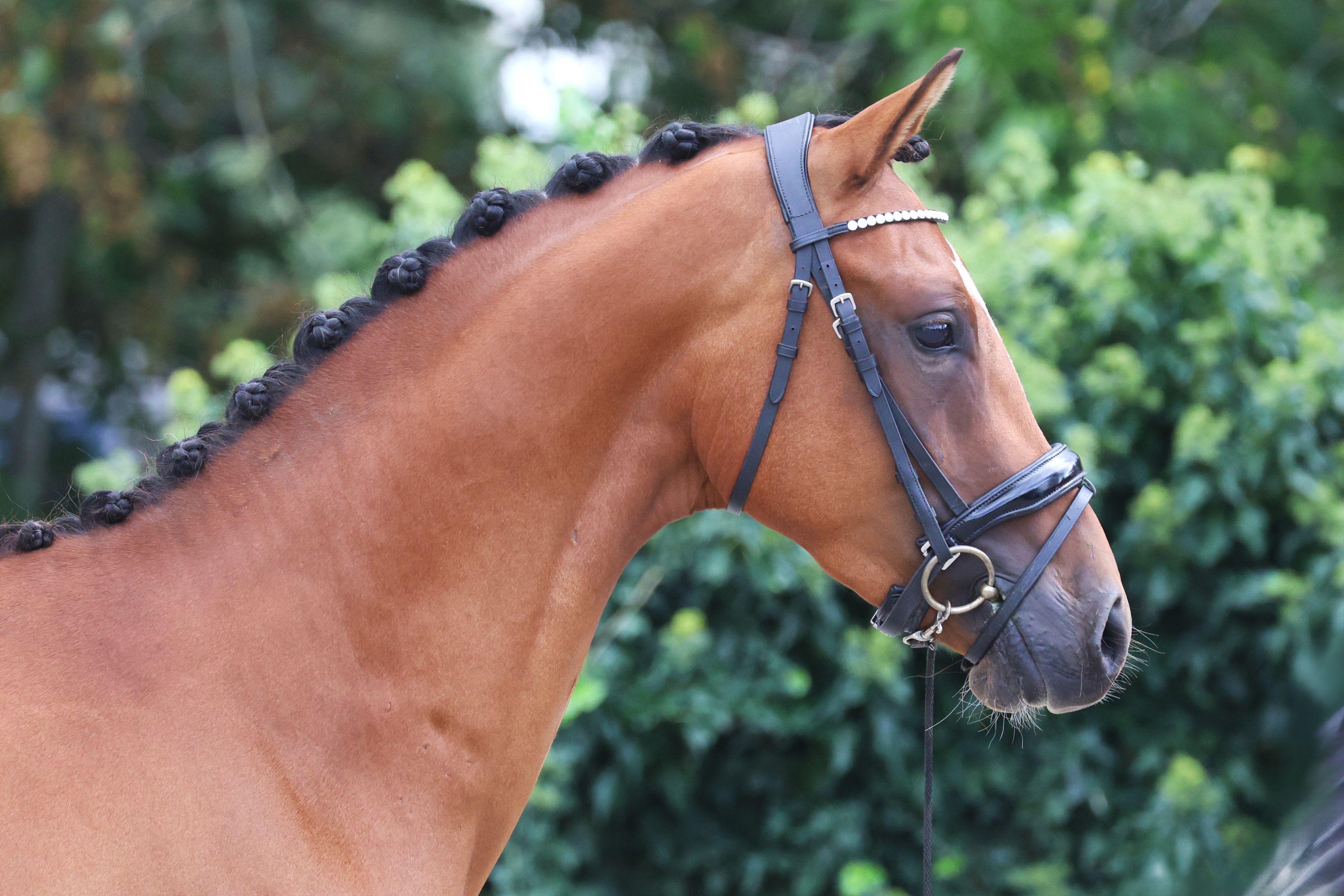 welsh allround-pony ruin 3 سنوات bruin للبيع - صورة 4