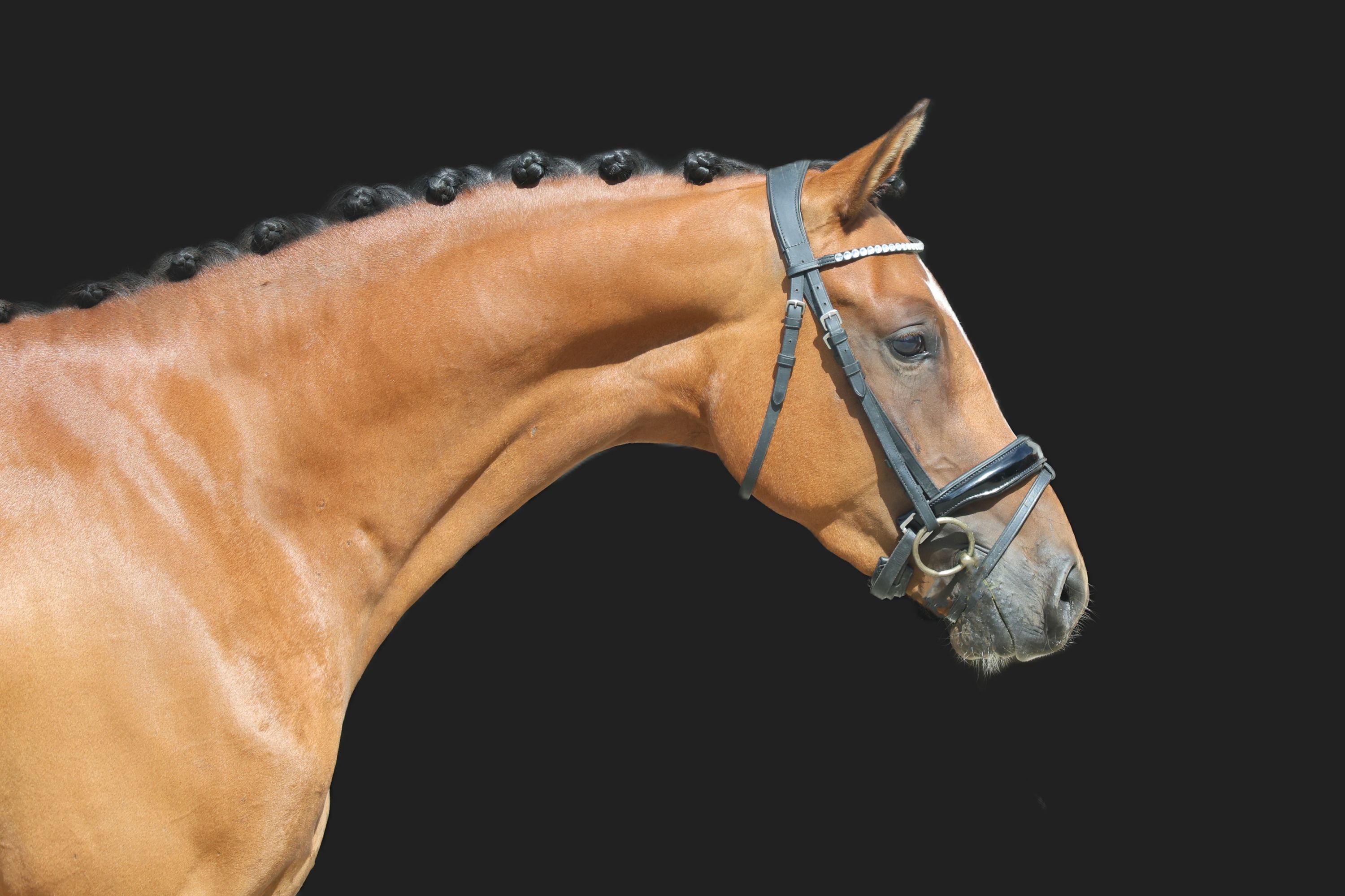 welsh allround-pony ruin 3 سنوات bruin للبيع - صورة 2