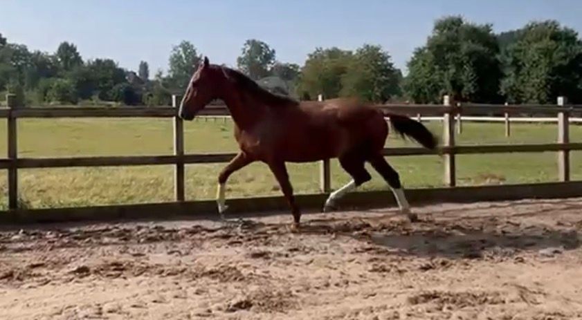 kwpn dressuurpaard ruin 2 Jahre alt vos zu verkaufen - Hauptfoto