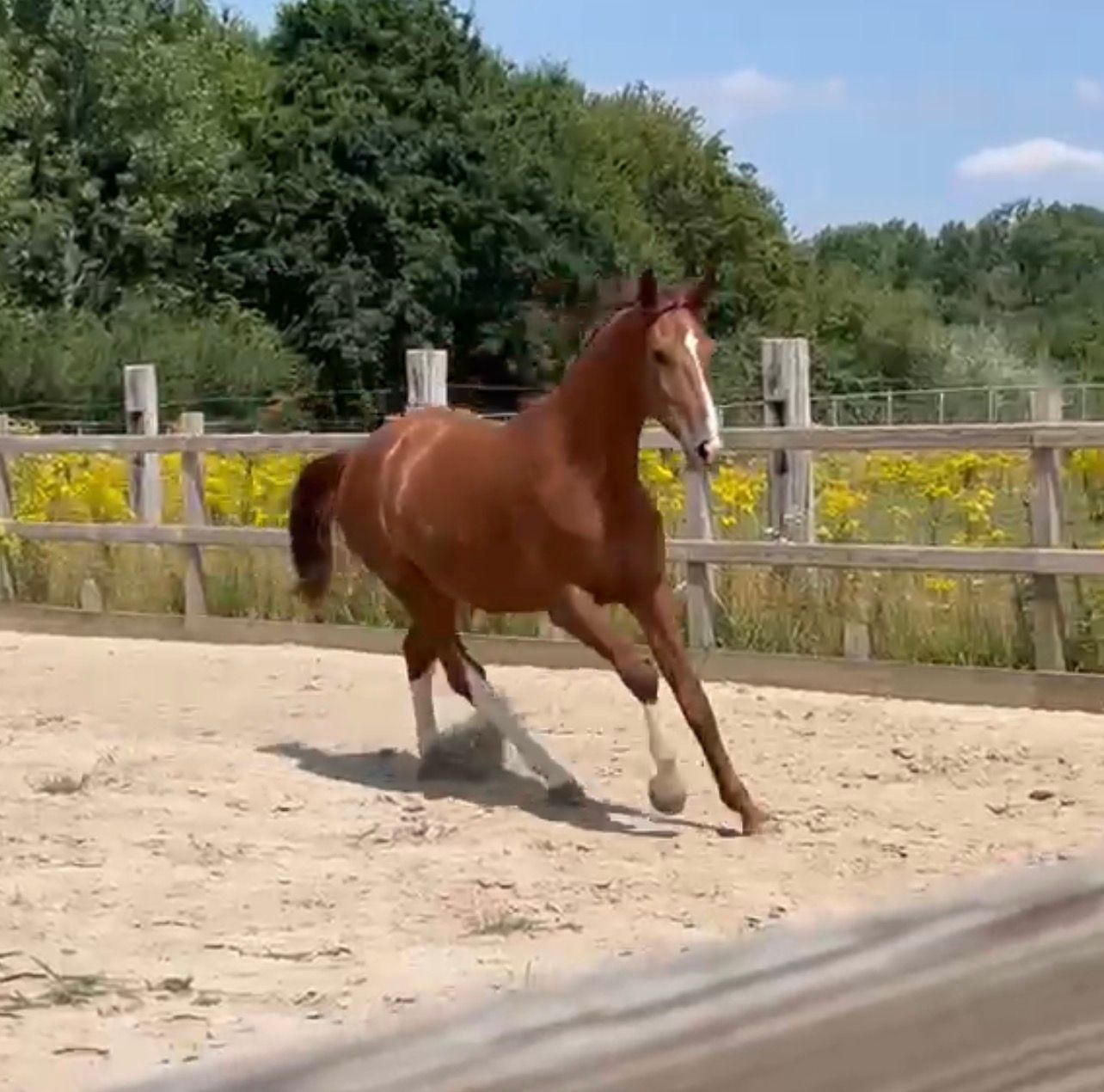 kwpn dressuurpaard ruin 2 Jahre alt vos zu verkaufen - Foto 2