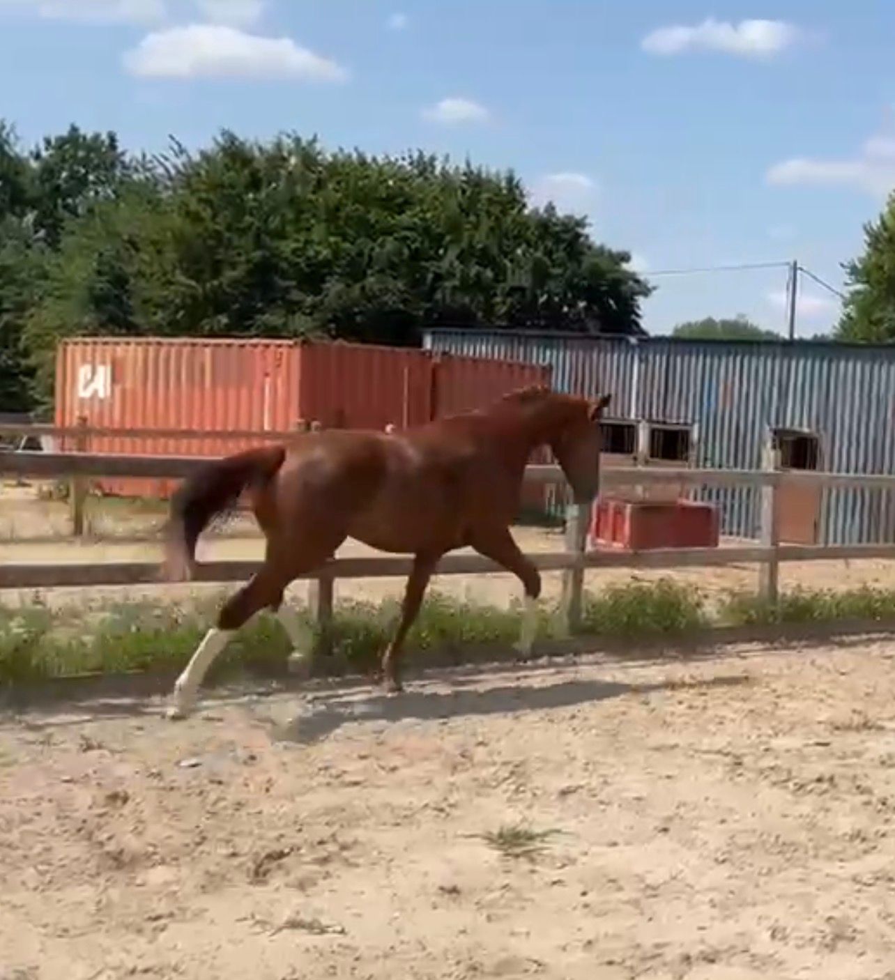 kwpn dressuurpaard ruin 2 Jahre alt vos zu verkaufen - Foto 4