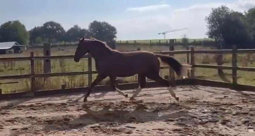 kwpn dressuurpaard ruin 2 Jahre alt vos zu verkaufen - Foto 3