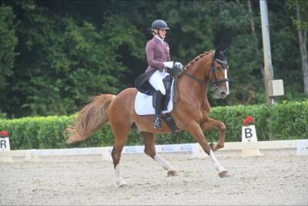 9‑jarige Lichte Tour ruin met top karakter – ideaal leerpaard
