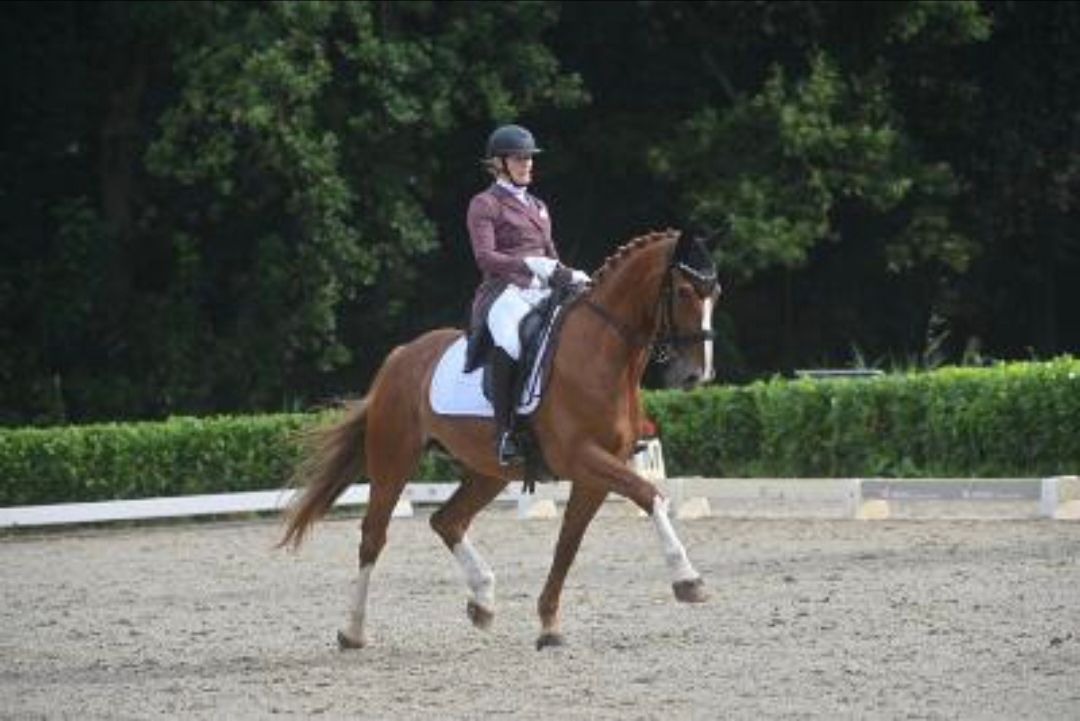 kwpn dressuurpaard ruin 9 år vos till salu - Foto 2