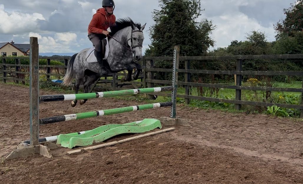 connemara allround-pony merrie 6 سنوات schimmel للبيع - صورة 2