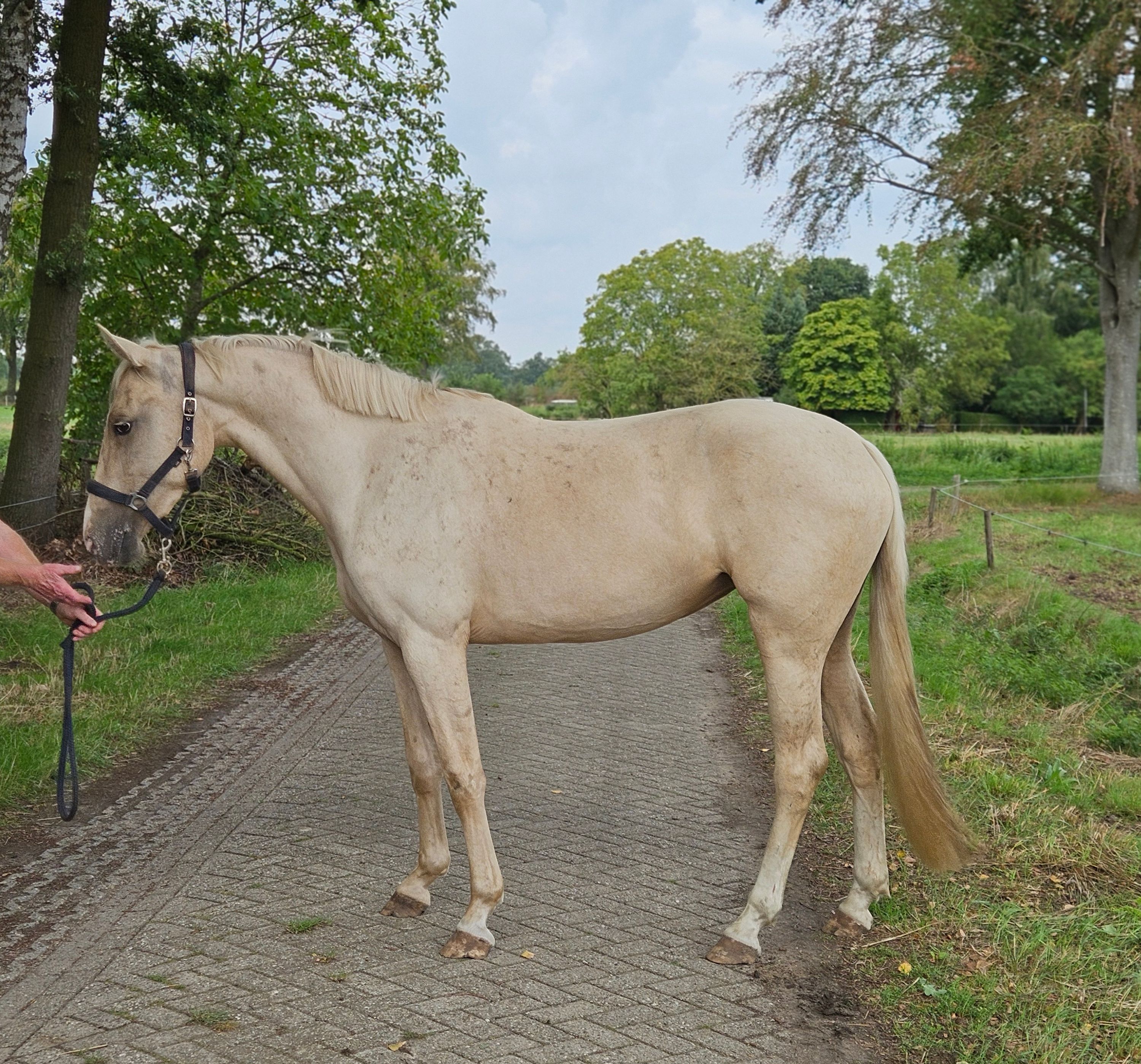zangersheide springpony merrie 3 岁 palomino 出售 - 主照片