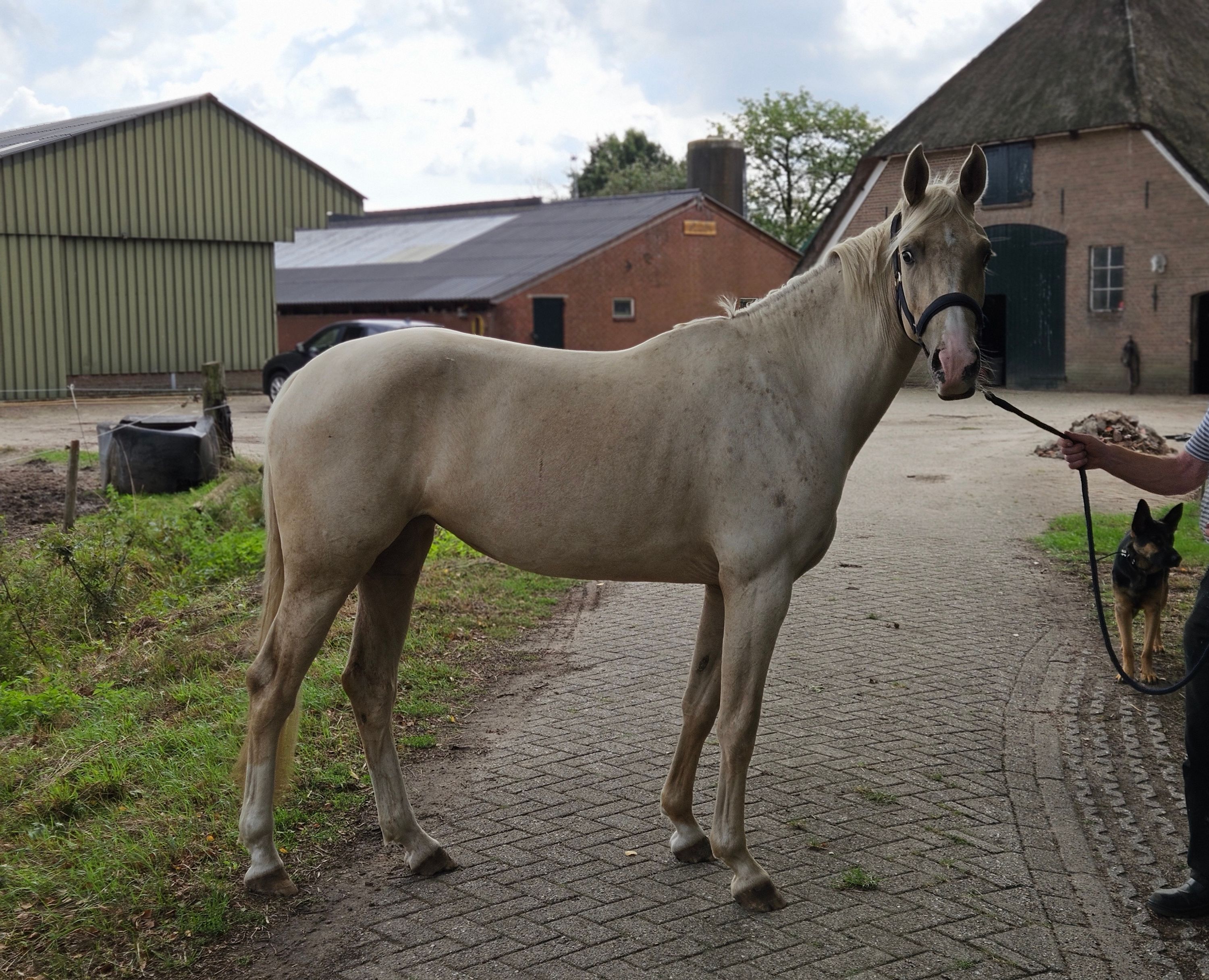 zangersheide springpony merrie 3 岁 palomino 出售 - 照片 2