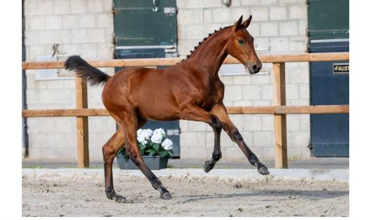 zangersheide springpaard merrie 0 ani bruin de vânzare - Foto 4