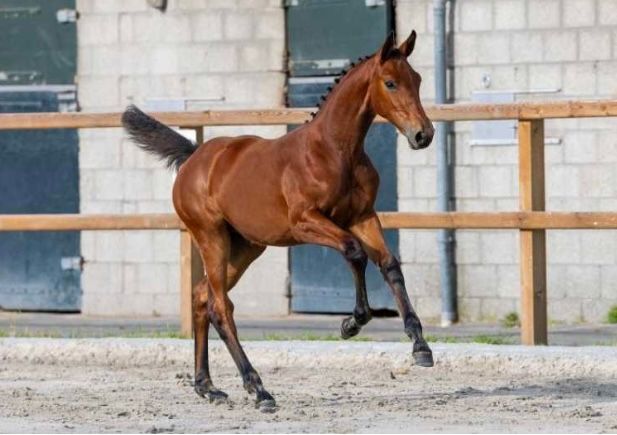 zangersheide springpaard merrie 0 ani bruin de vânzare - Foto 5