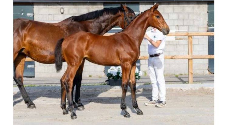 zangersheide springpaard merrie 0 ani bruin de vânzare - Foto 2