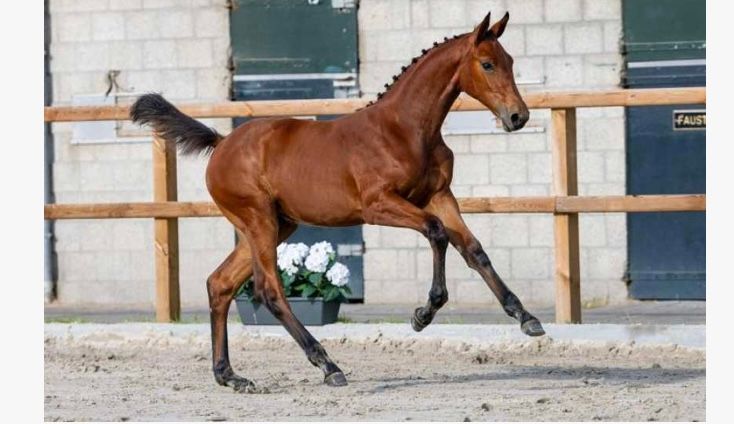 zangersheide springpaard merrie 0 ani bruin de vânzare - Foto 3