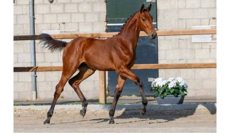 zangersheide springpaard merrie 0 ani bruin de vânzare - Foto 6