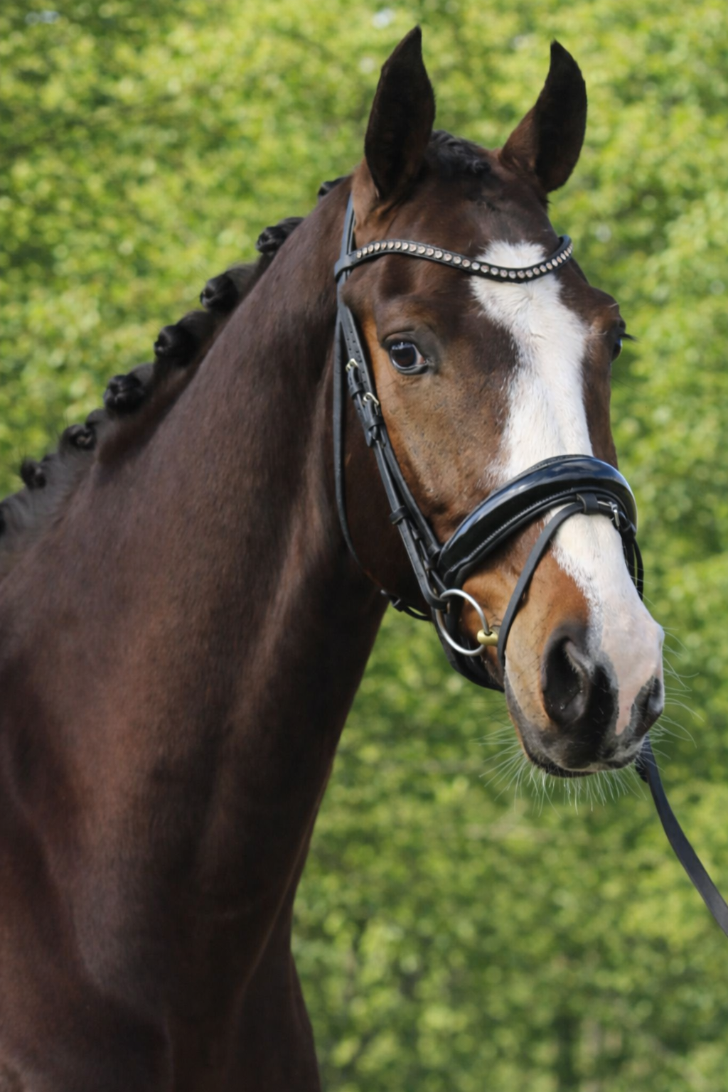 kwpn dressuurpaard ruin 8 Jahre alt donkerbruin zu verkaufen - Foto 2