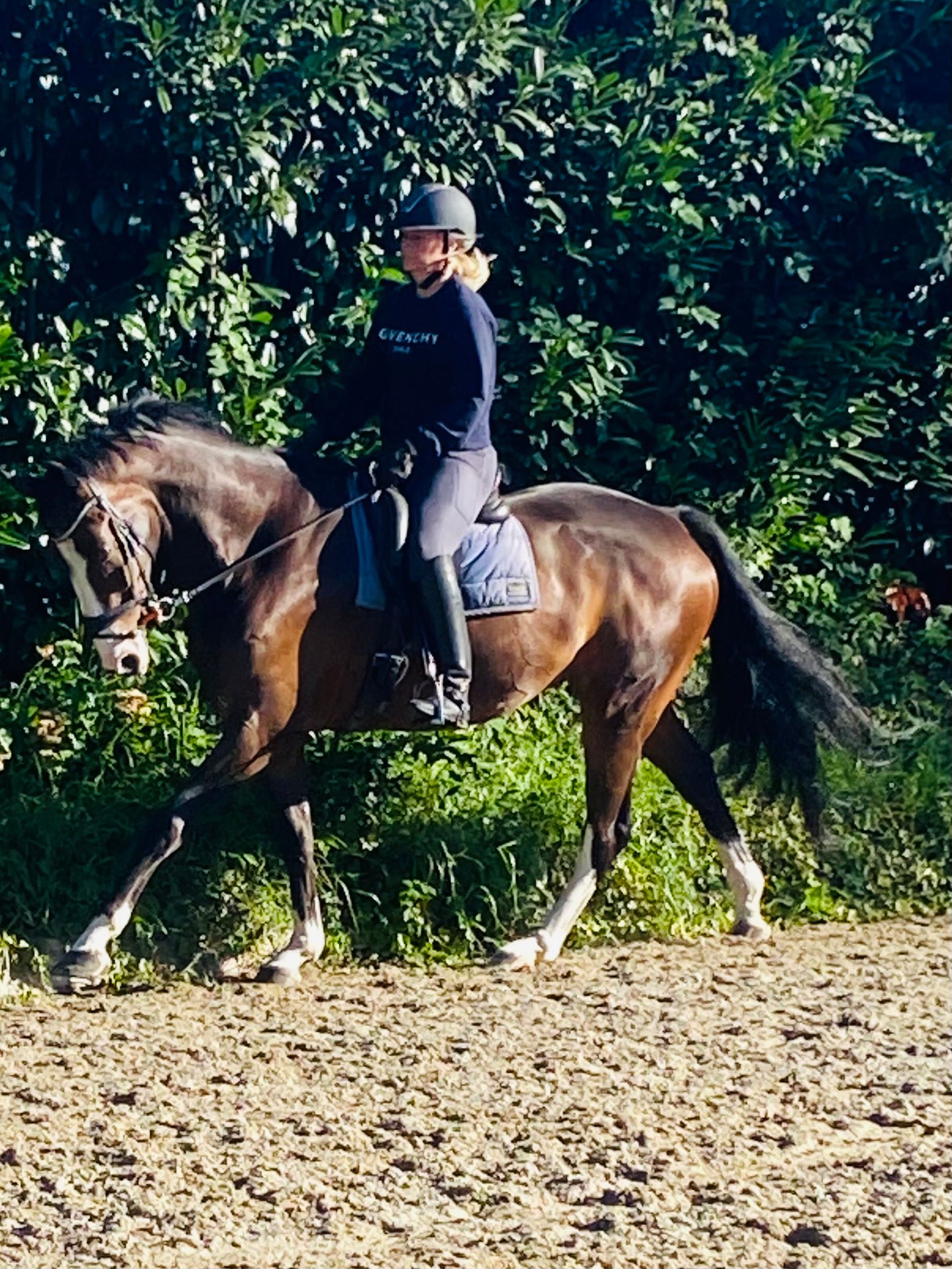 kwpn dressuurpaard ruin 8 Jahre alt donkerbruin zu verkaufen - Foto 3