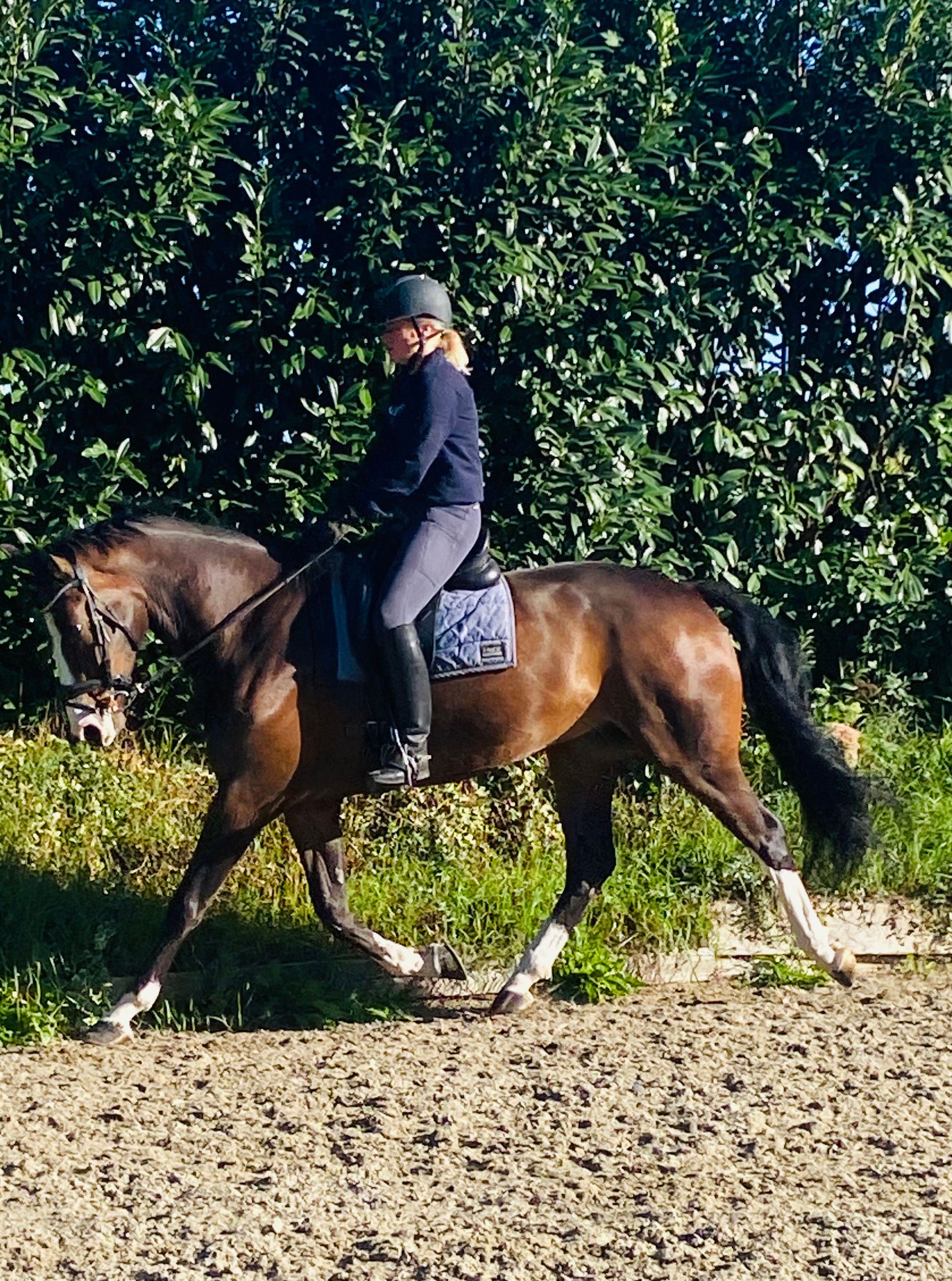 kwpn dressuurpaard ruin 8 Jahre alt donkerbruin zu verkaufen - Foto 4
