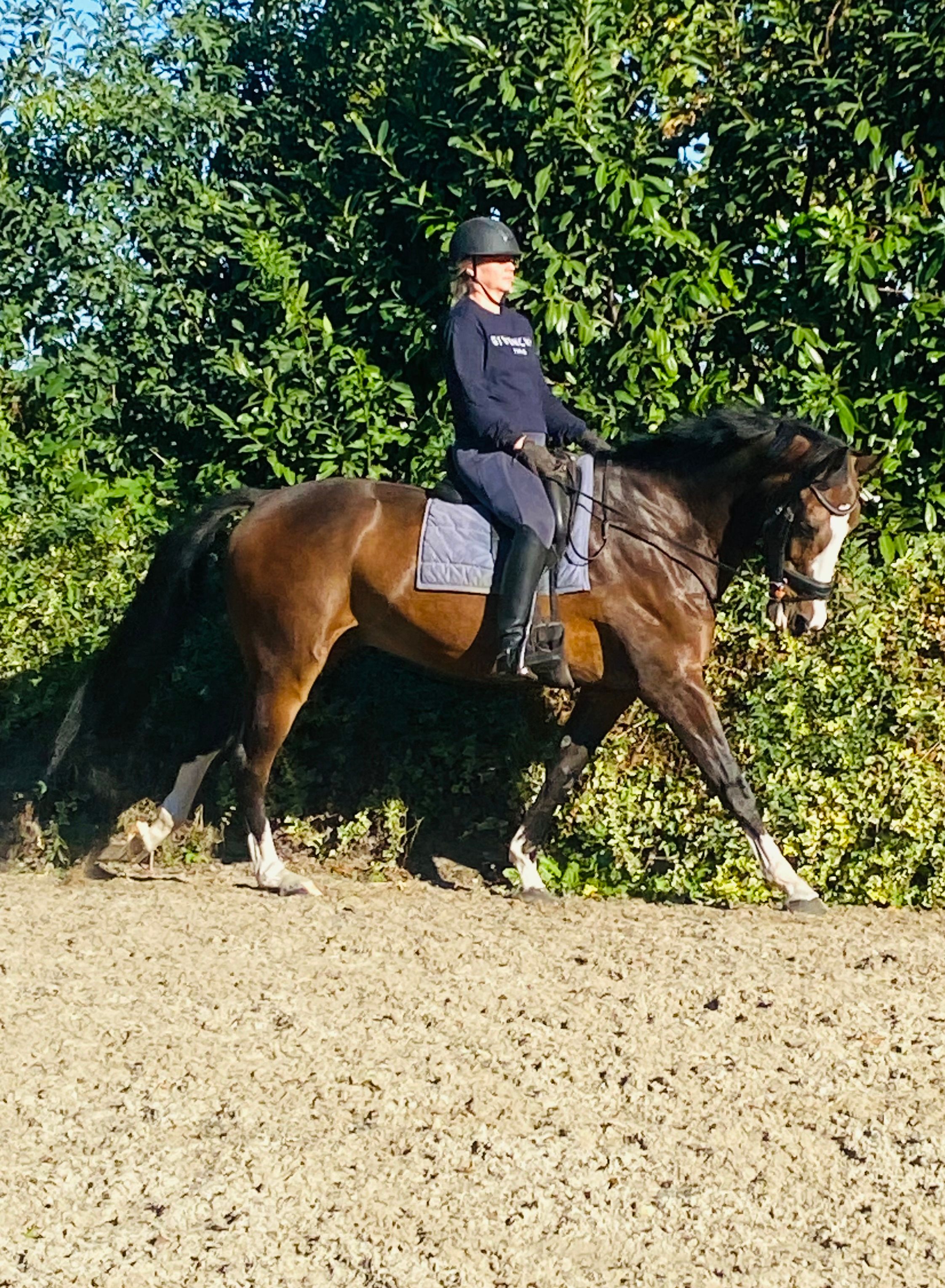 kwpn dressuurpaard ruin 8 Jahre alt donkerbruin zu verkaufen - Foto 5
