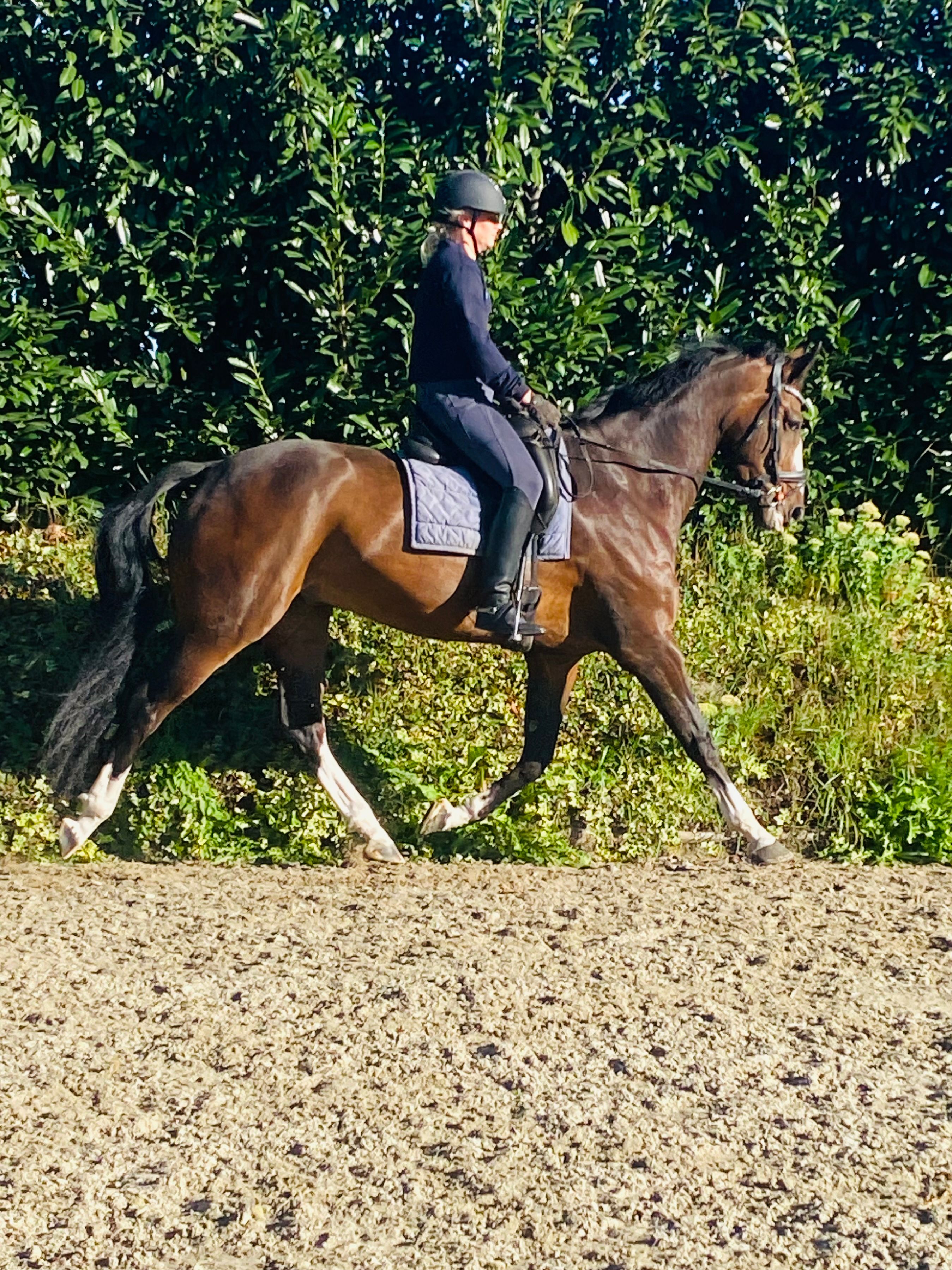 kwpn dressuurpaard ruin 8 Jahre alt donkerbruin zu verkaufen - Foto 6