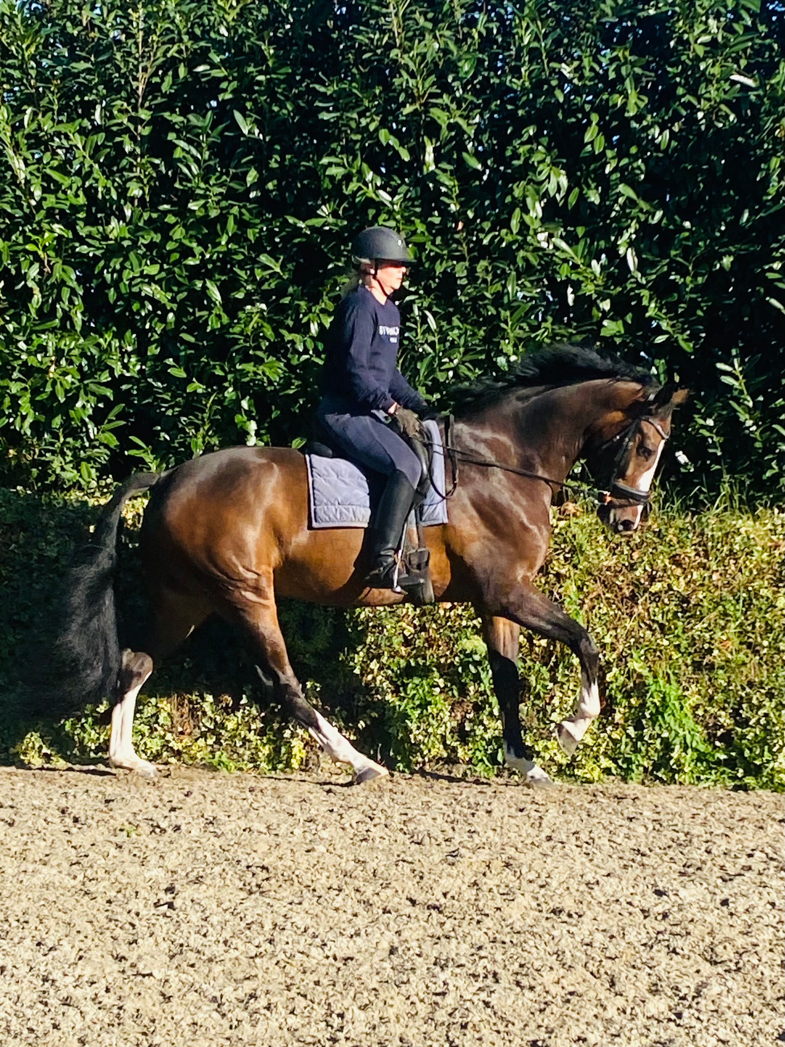 kwpn dressuurpaard ruin 8 Jahre alt donkerbruin zu verkaufen - Foto 6