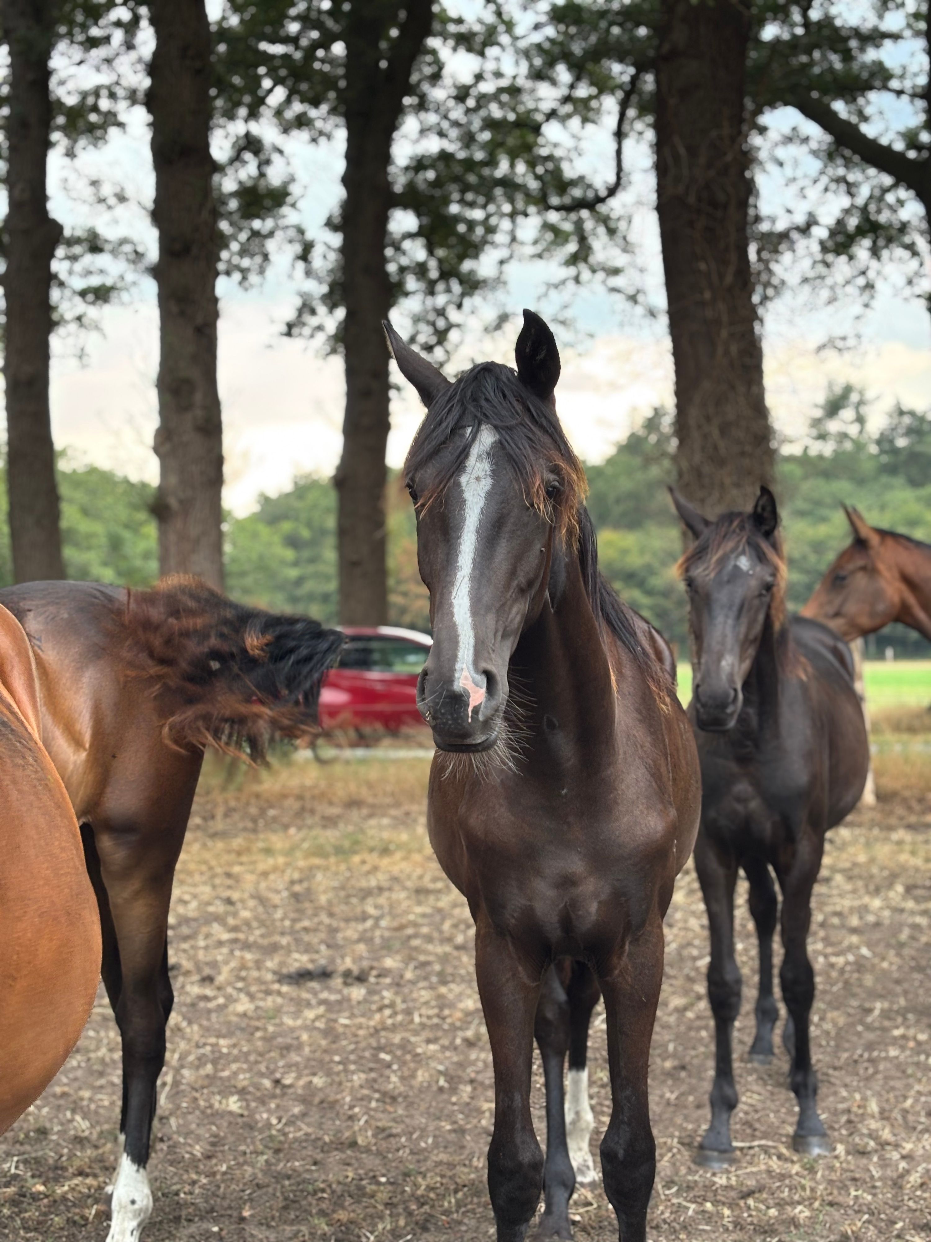 VARAYA SUMMER — Dressage talent from top bloodlines, born 2025