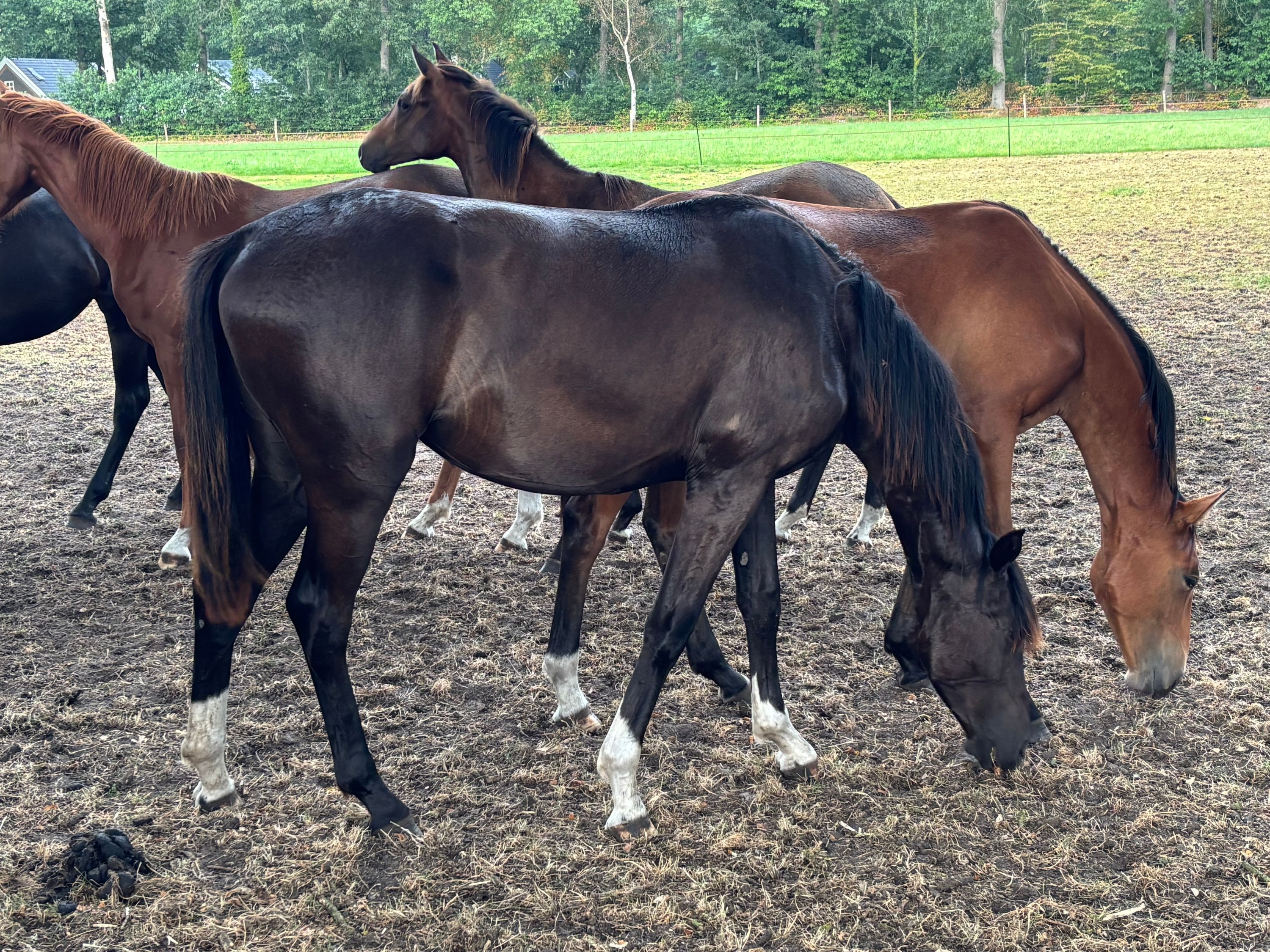 kwpn dressuurpaard merrie 1 years old bruin for sale - Photo 2