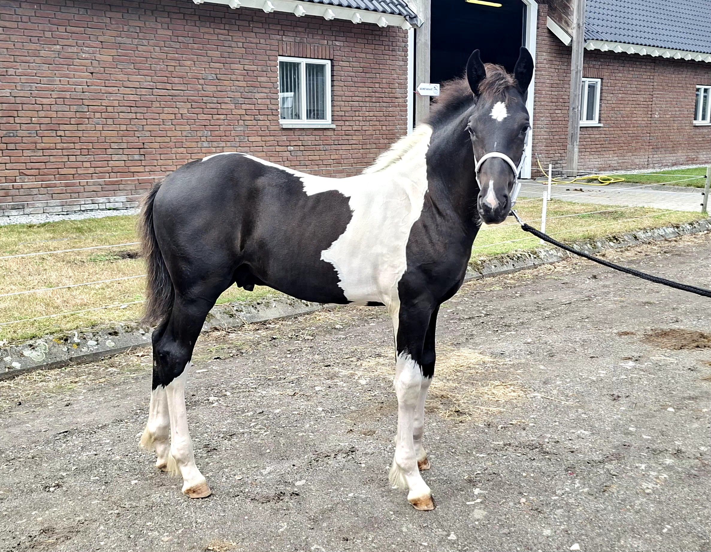 paard hengst 0 år andere-kleur till salu - Foto 3
