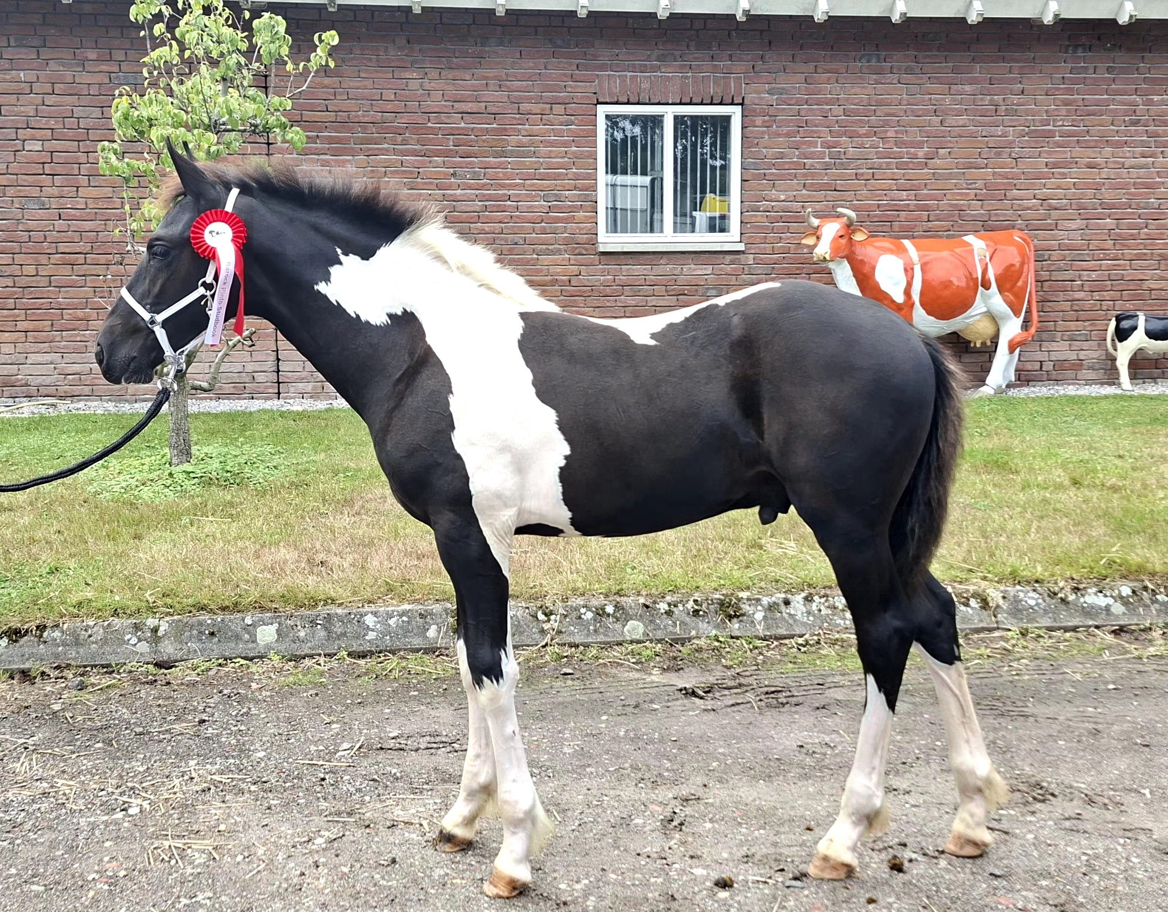 Barock Pinto Hengstveulen