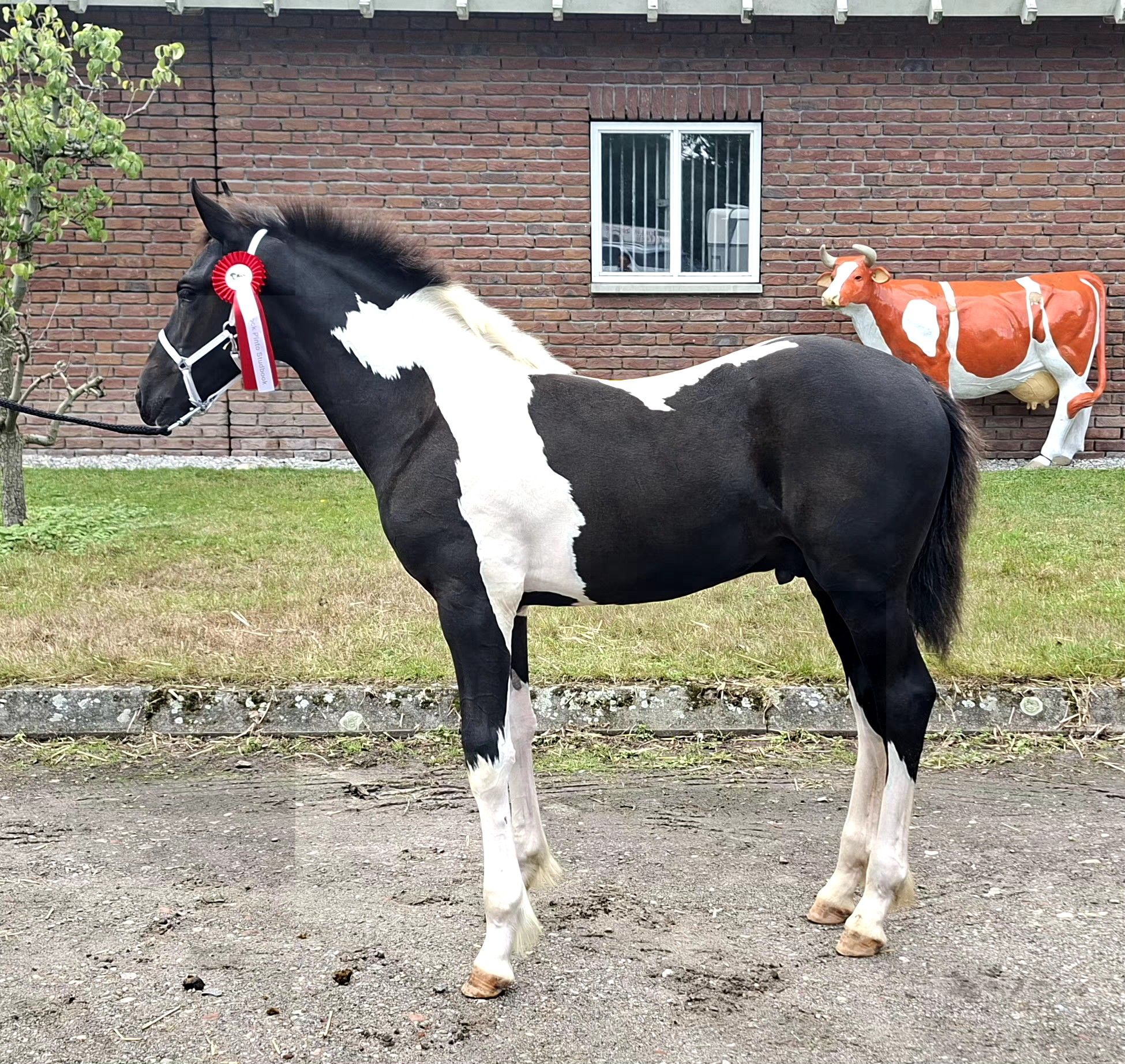 paard hengst 0 år andere-kleur till salu - Foto 2