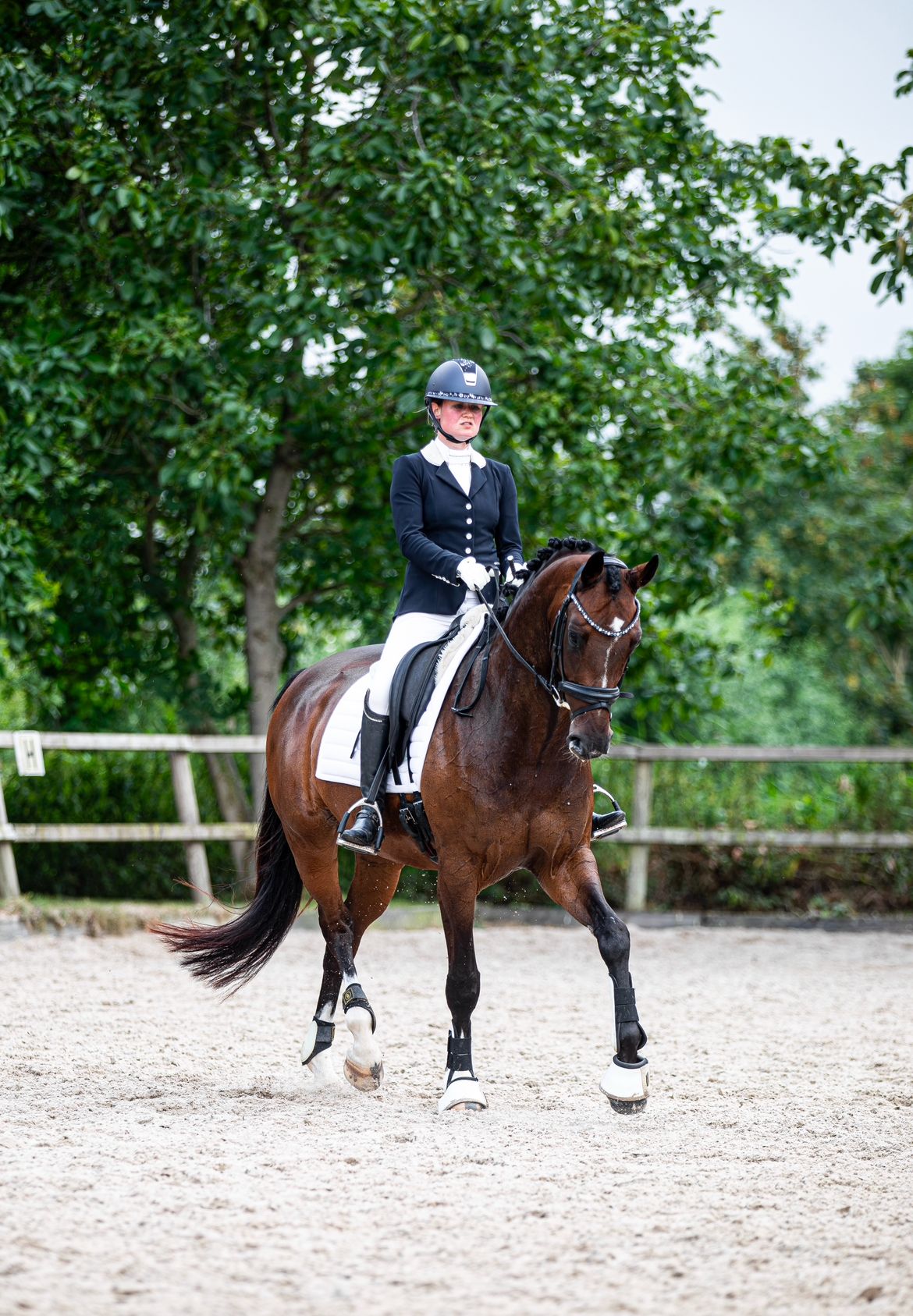 kwpn dressuurpaard merrie 7 Jahre alt donkerbruin zu verkaufen - Foto 2