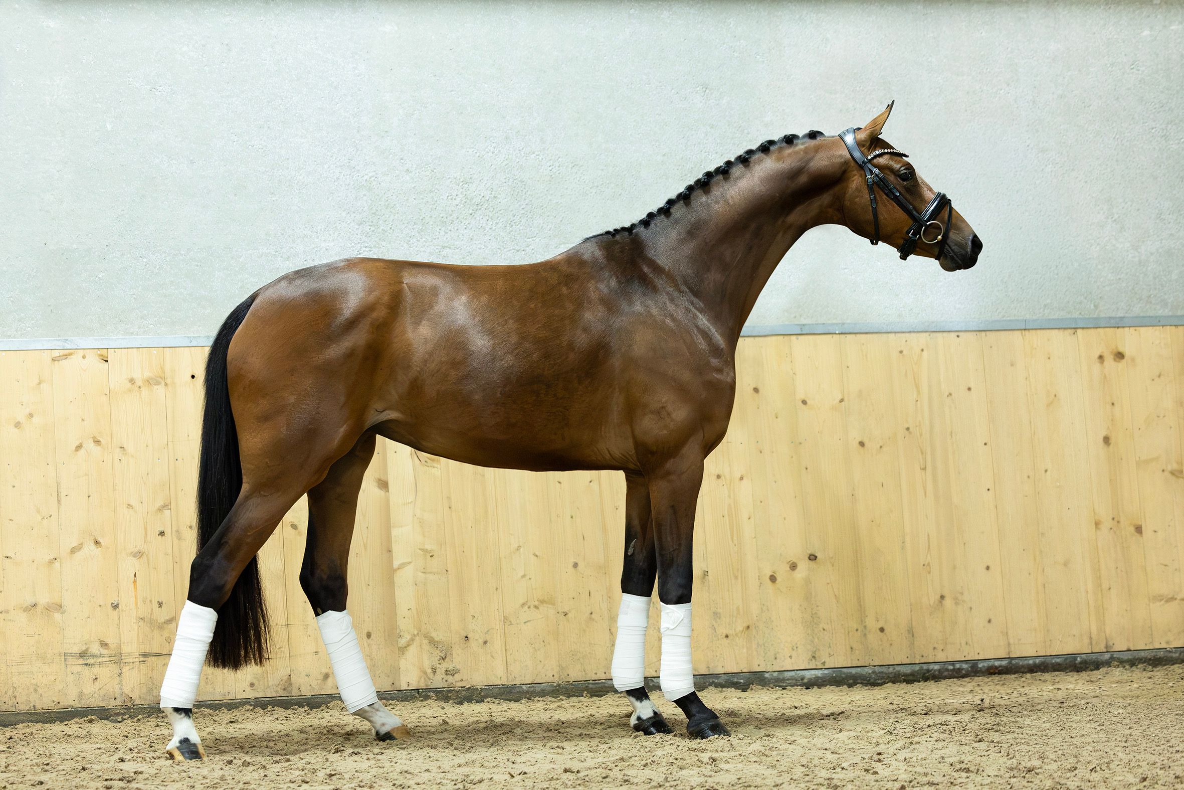 oldenburg dressuurpaard merrie 3 years old bruin for sale - Photo 2