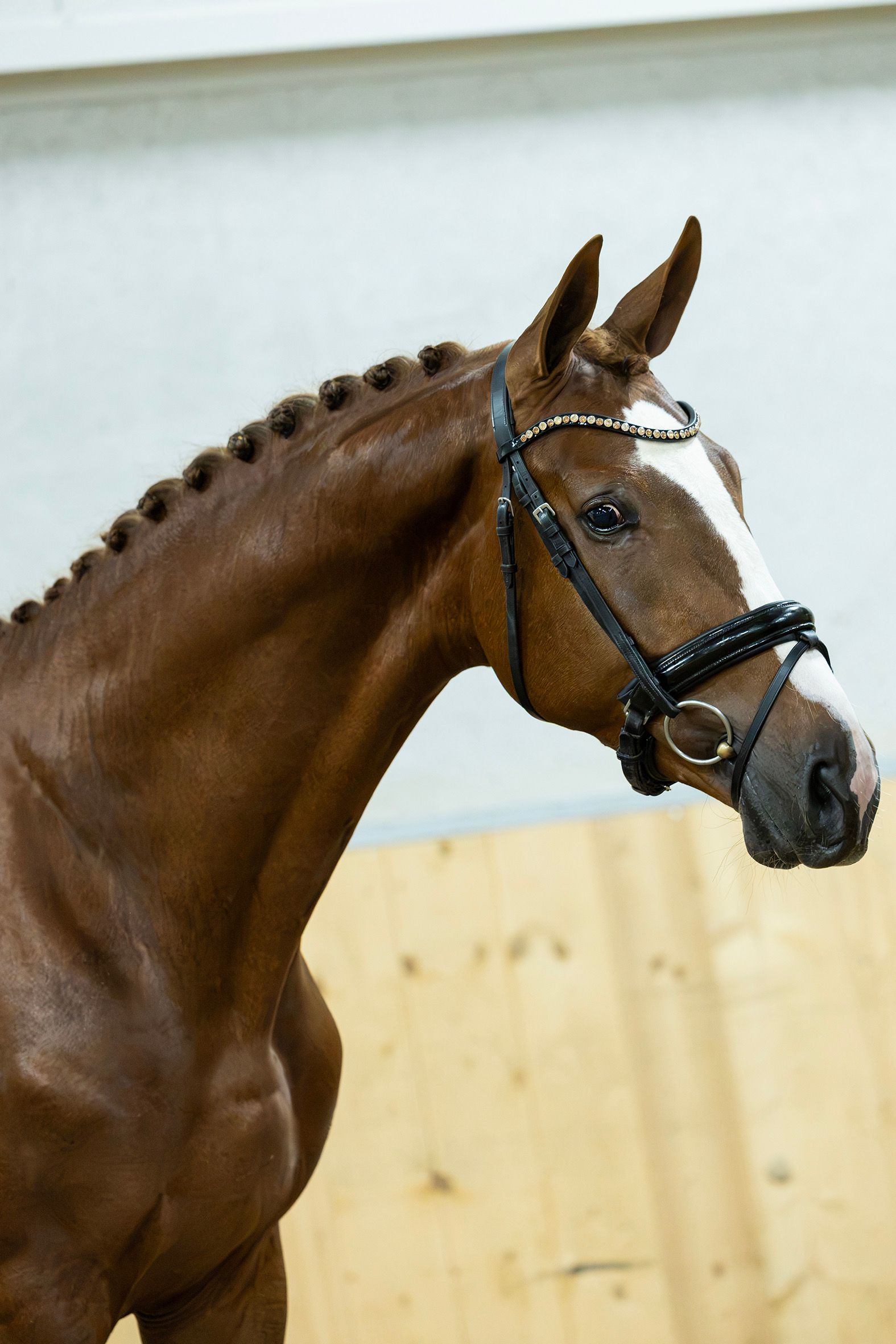 kwpn dressuurpaard hengst 3 Jahre alt vos zu verkaufen - Foto 2