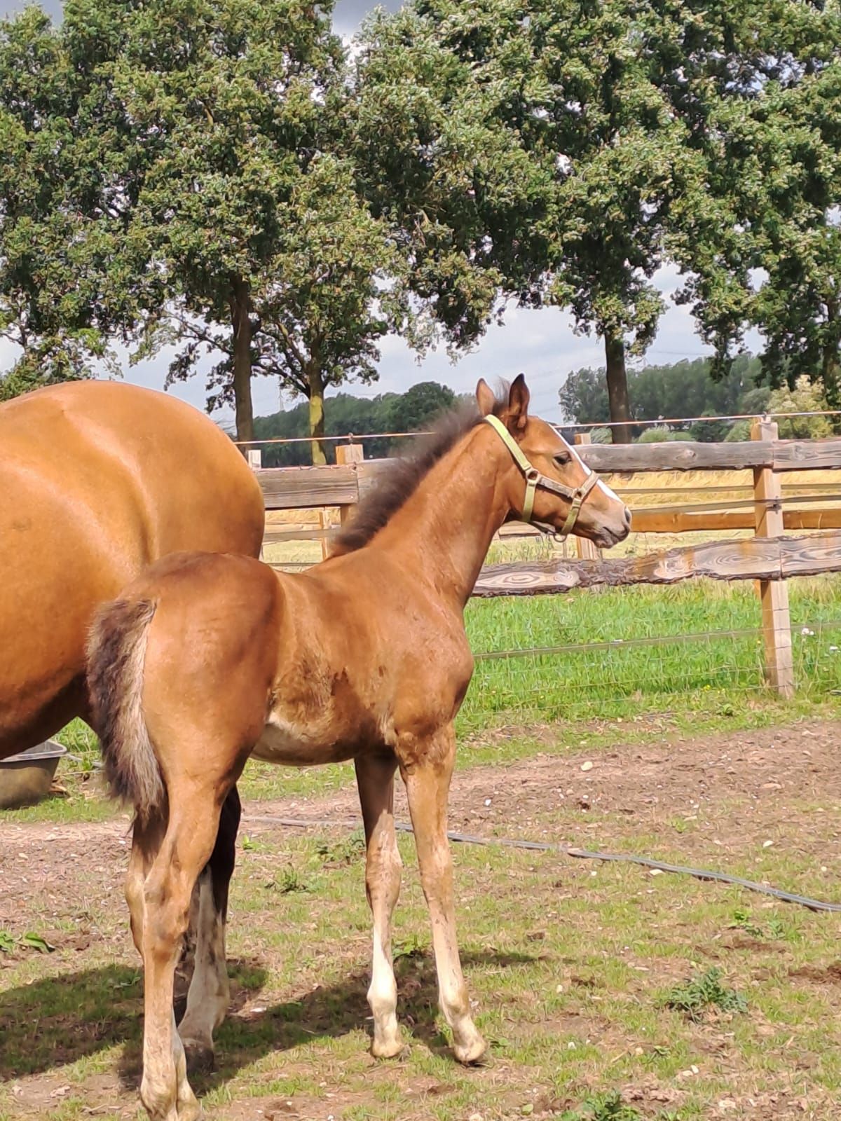 zangersheide springpaard merrie 0 Jahre alt bruin zu verkaufen - Foto 2