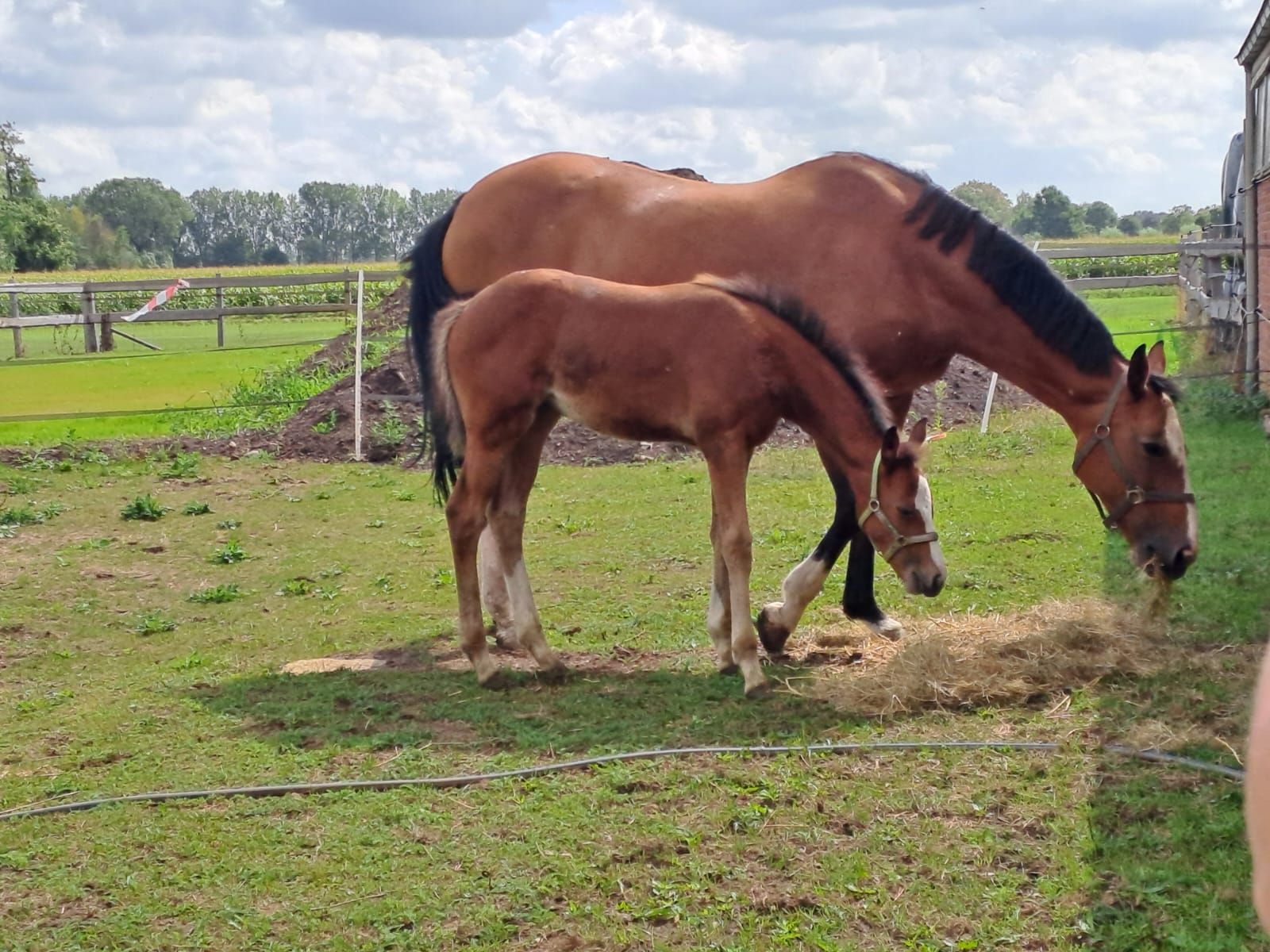 zangersheide springpaard merrie 0 Jahre alt bruin zu verkaufen - Foto 3