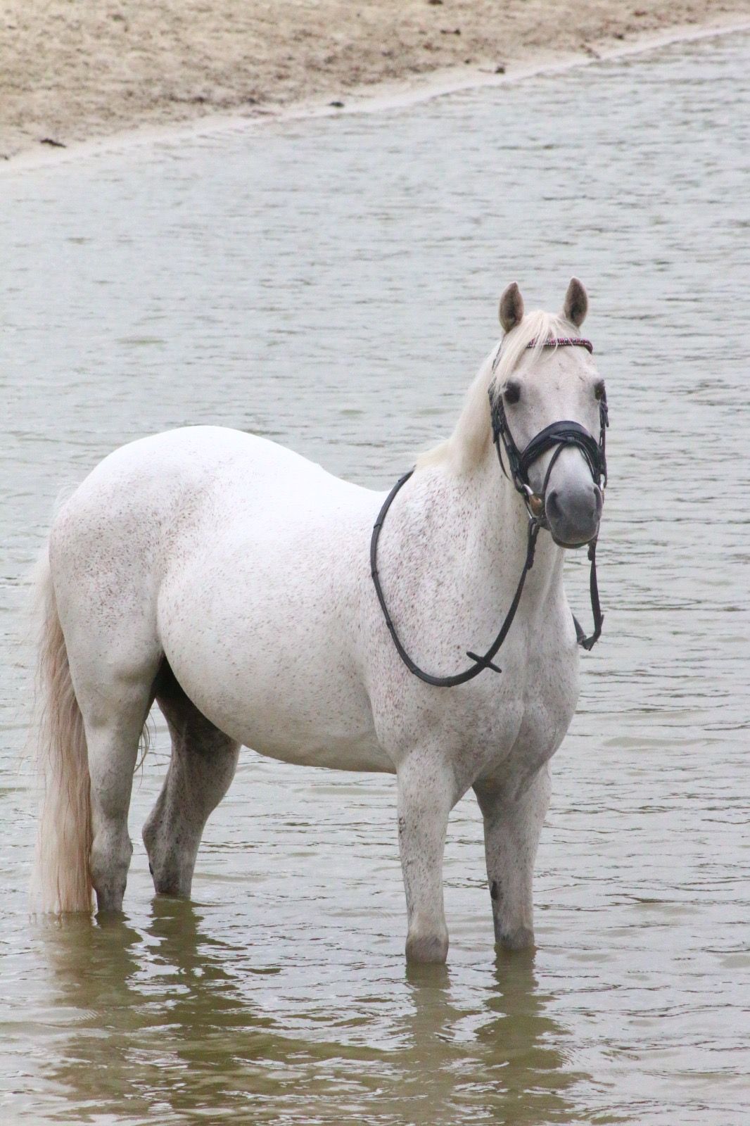 All-round C pony