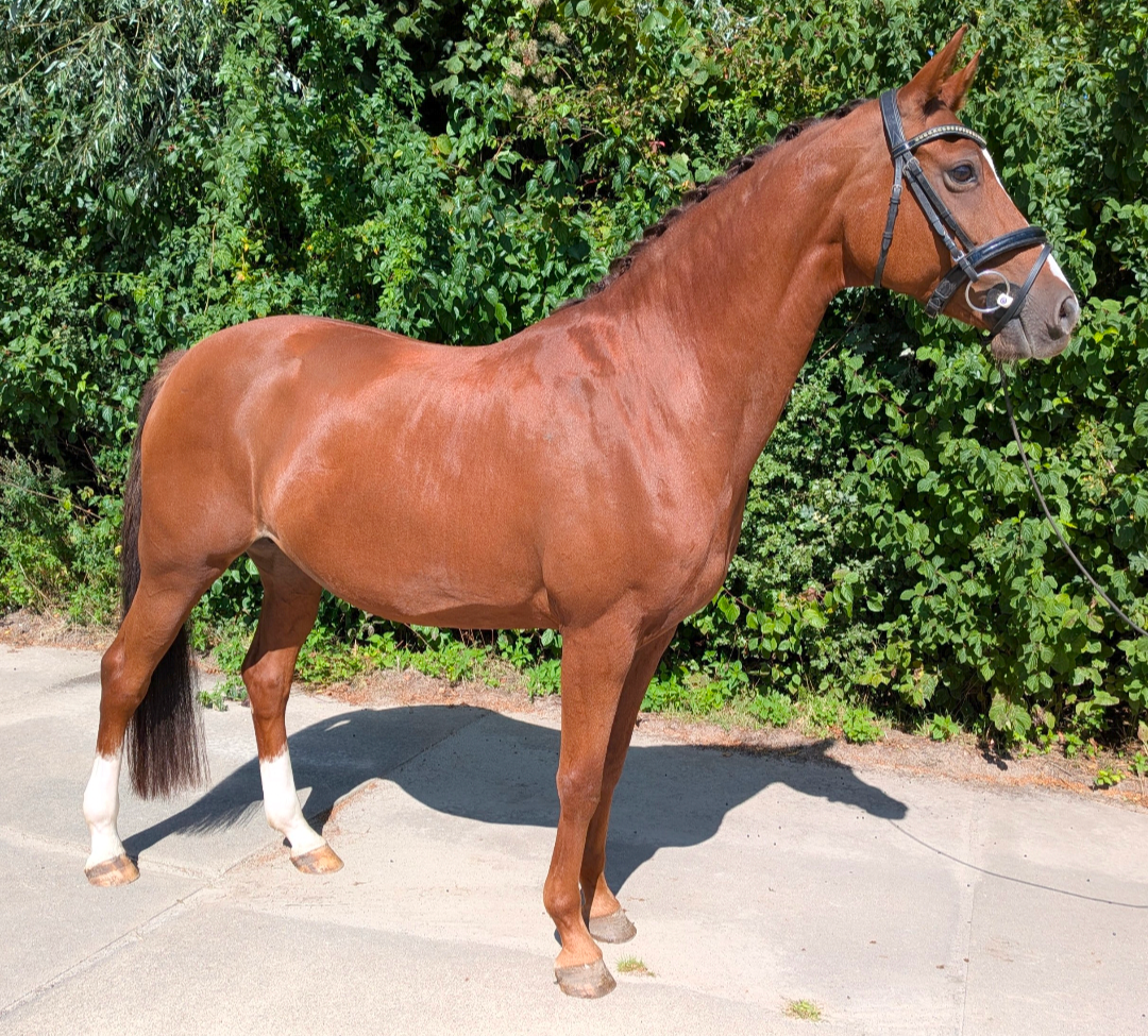 dressuurpaard merrie 11 rokov vos na predaj - Foto 3