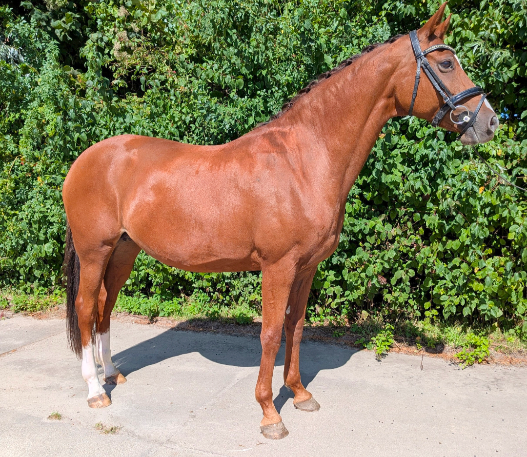 dressuurpaard merrie 11 rokov vos na predaj - Foto 4