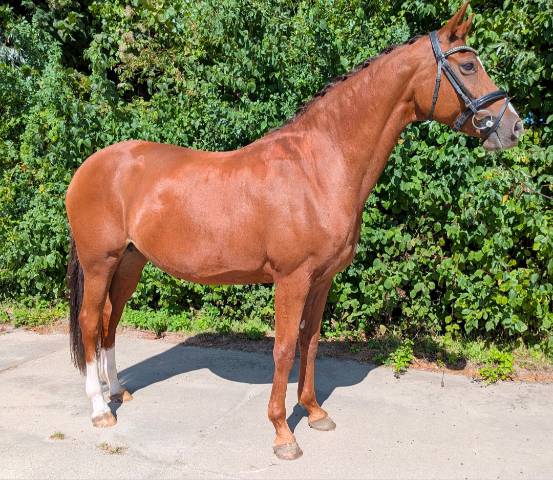 dressuurpaard merrie 11 rokov vos na predaj - Foto 2