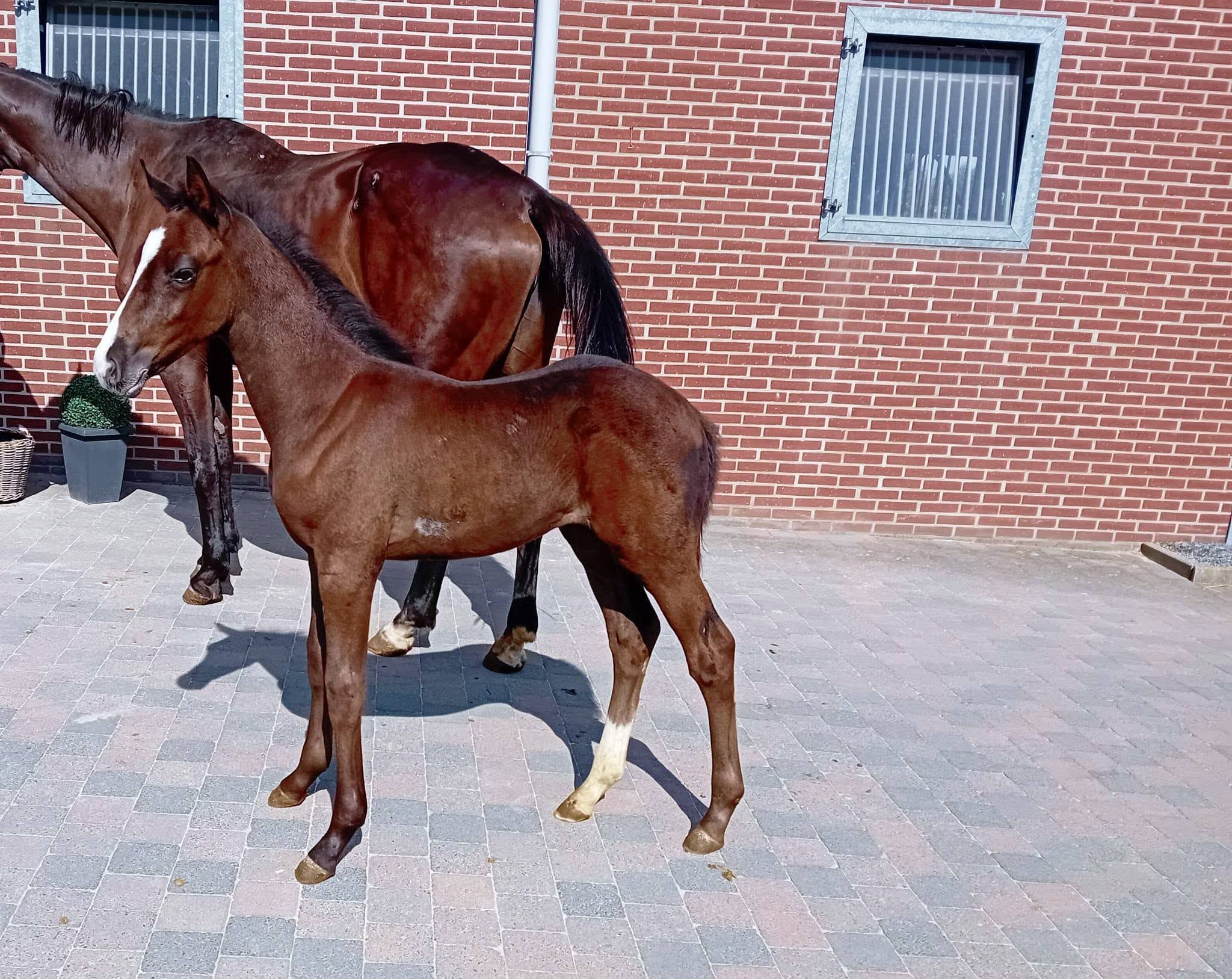Oldenburg dressuurpaard hengst 0 years old zwart for sale - Photo 2
