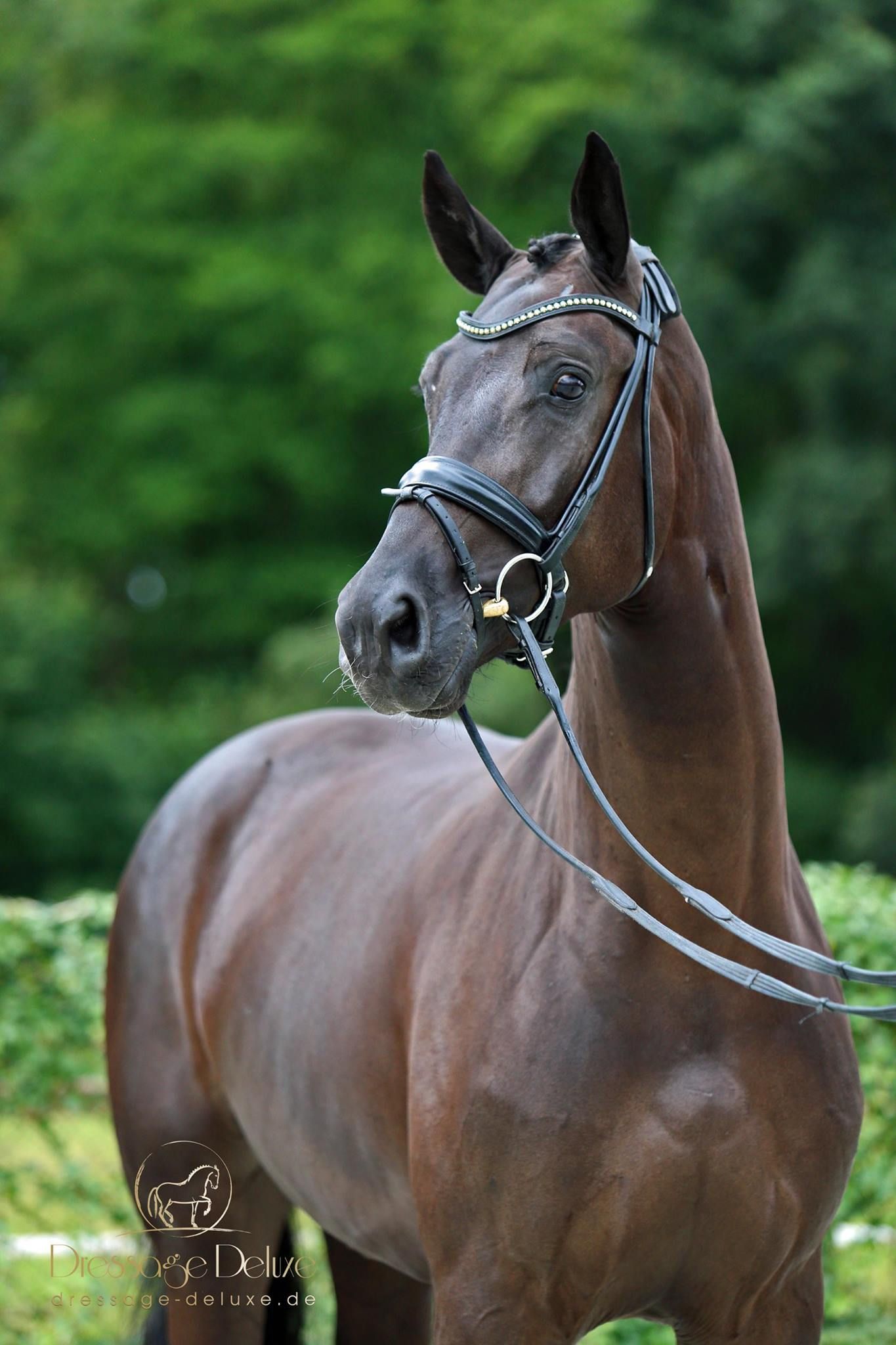 Oldenburg dressuurpaard hengst 0 years old zwart for sale - Photo 3