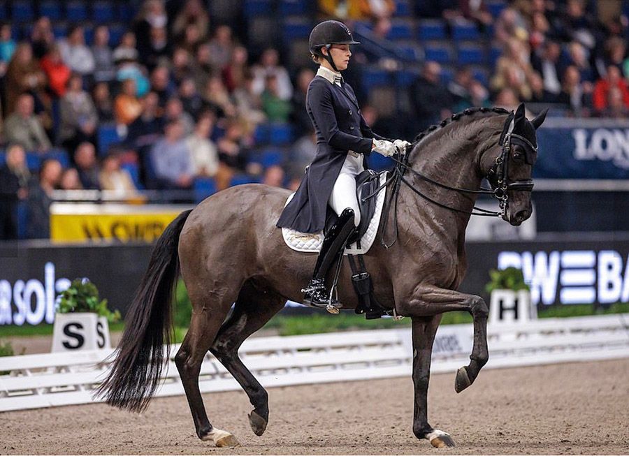 Oldenburg dressuurpaard hengst 0 years old zwart for sale - Photo 4
